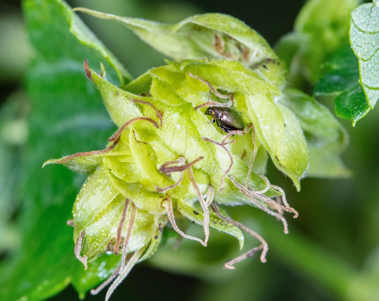 Hops (Humulus Lupulus) — This dioecious plant, with separate male and female plants, requires strong support; is a vigorous perennial vine, image 76