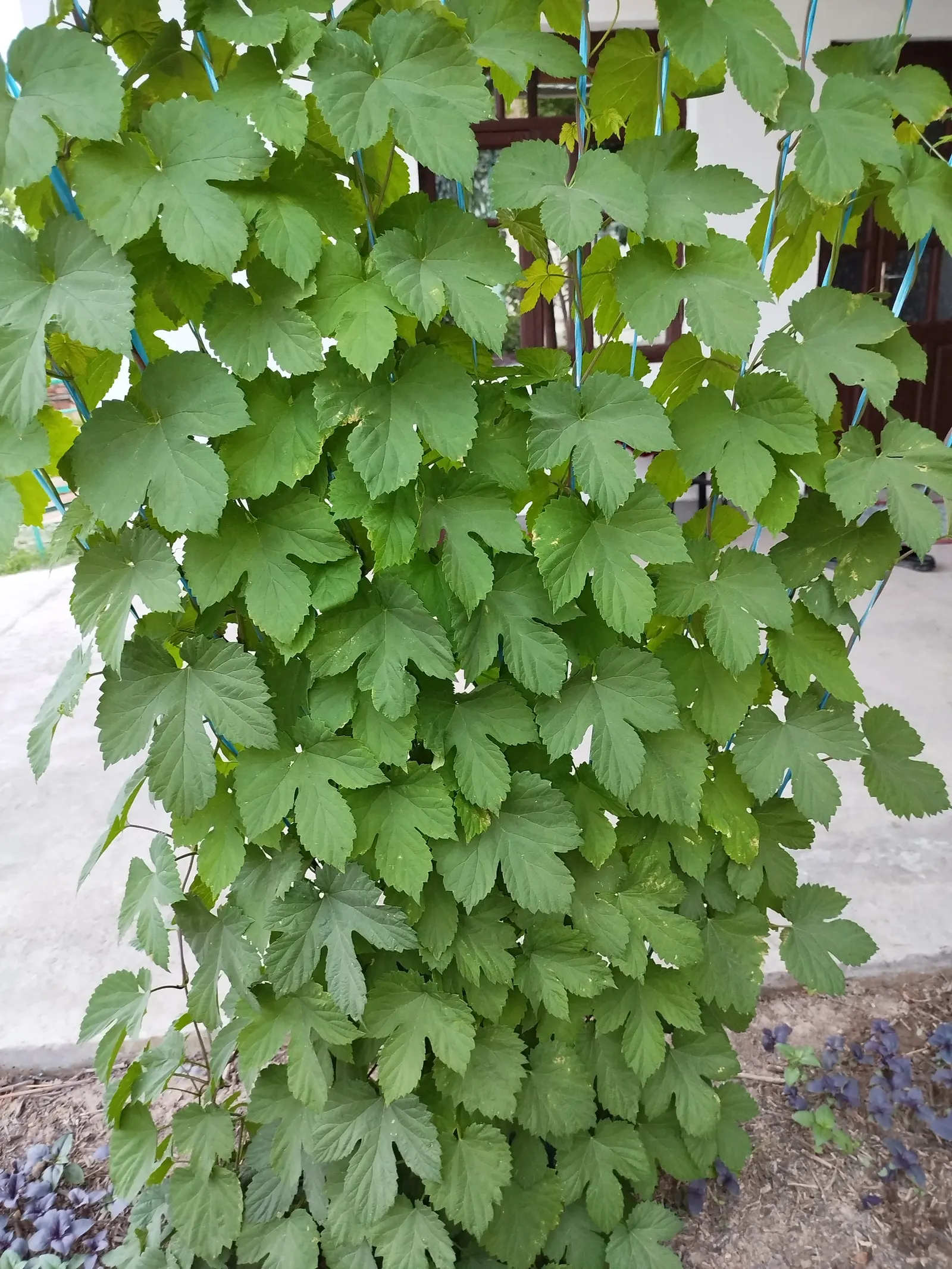 Hops (Humulus Lupulus) — usually around 1 to 3 inches long; which are integral to imparting flavor and stability to beer.<br><br>For optimal growth, image 61