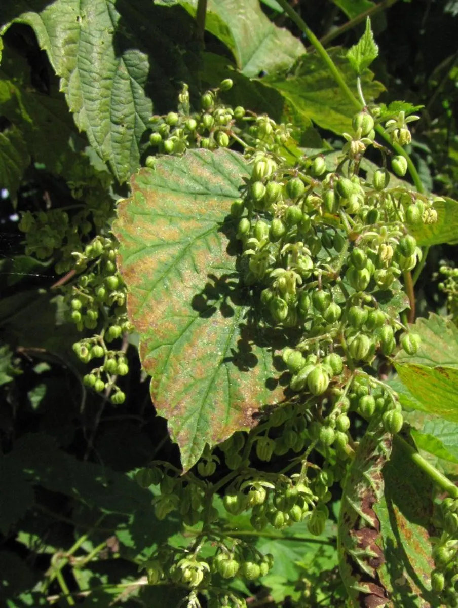Hops (Humulus Lupulus) — while also offering ornamental appeal in landscape designs