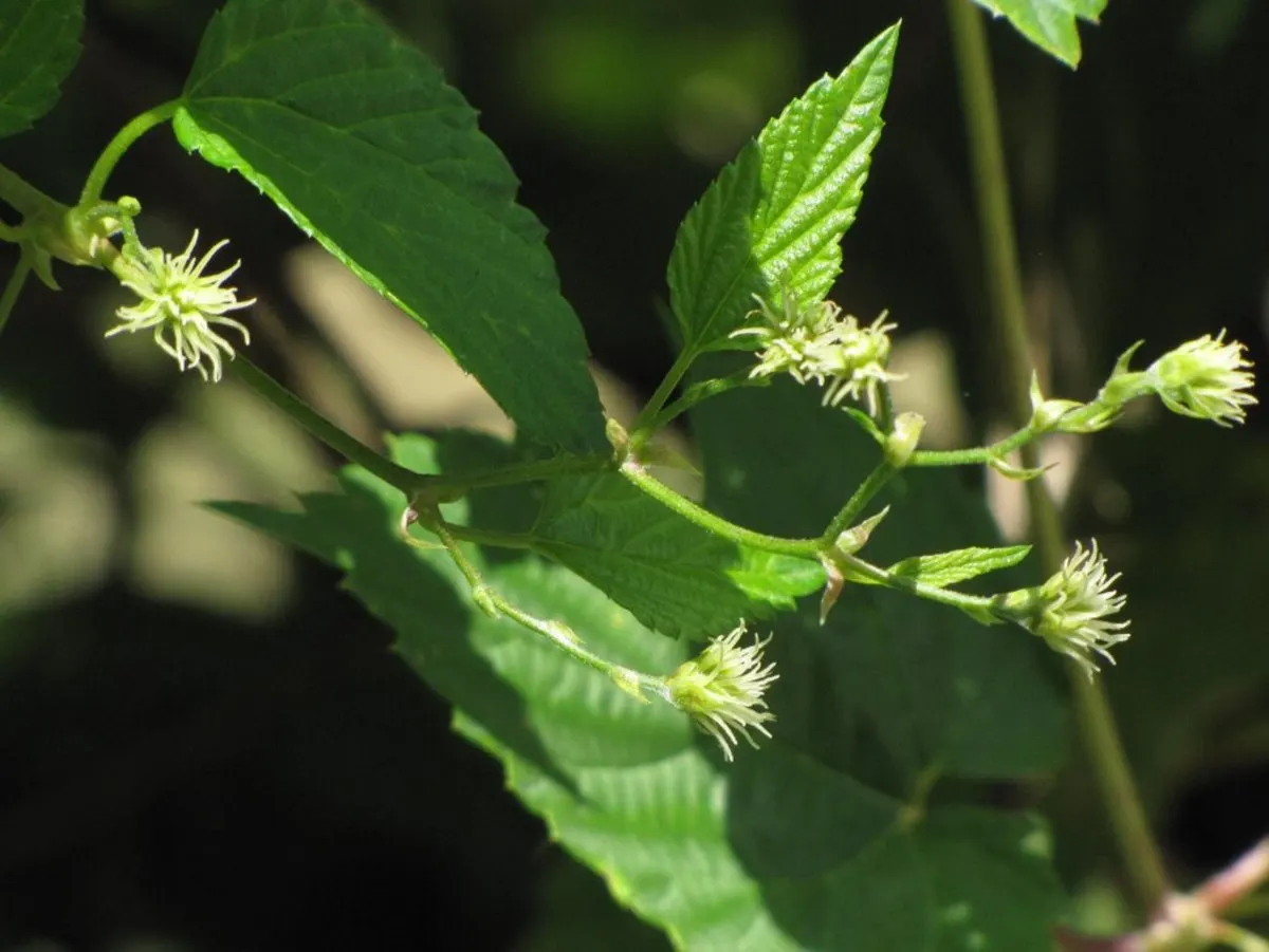 Hops (Humulus Lupulus) — This dioecious plant, with separate male and female plants, requires strong support; is a vigorous perennial vine, image 52