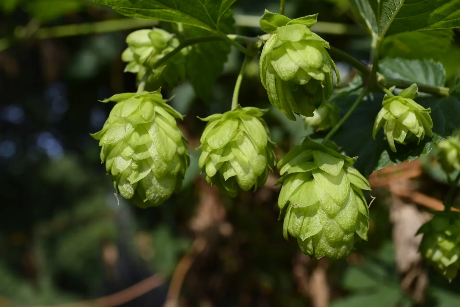 Hops (Humulus Lupulus) — These glands produce an array of essential oils and bitter acids; is a hardy perennial plant that plays a pivotal role in, image 63