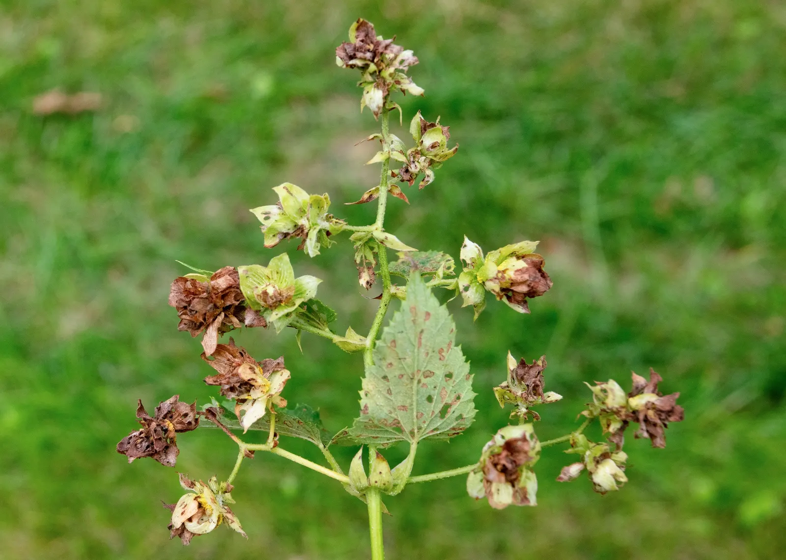 Hops (Humulus Lupulus) — as well as attract pollinators with their aromatic flowers; vine for full, image 69