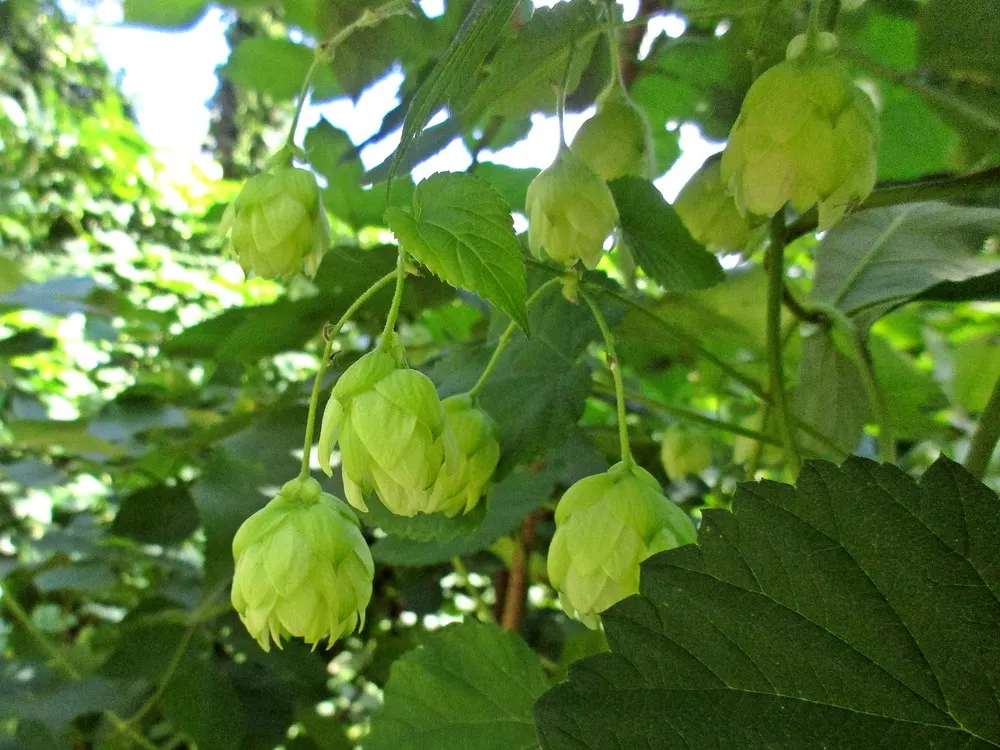 Hops (Humulus Lupulus) — green flowers in the garden; while also offering ornamental appeal in landscape designs