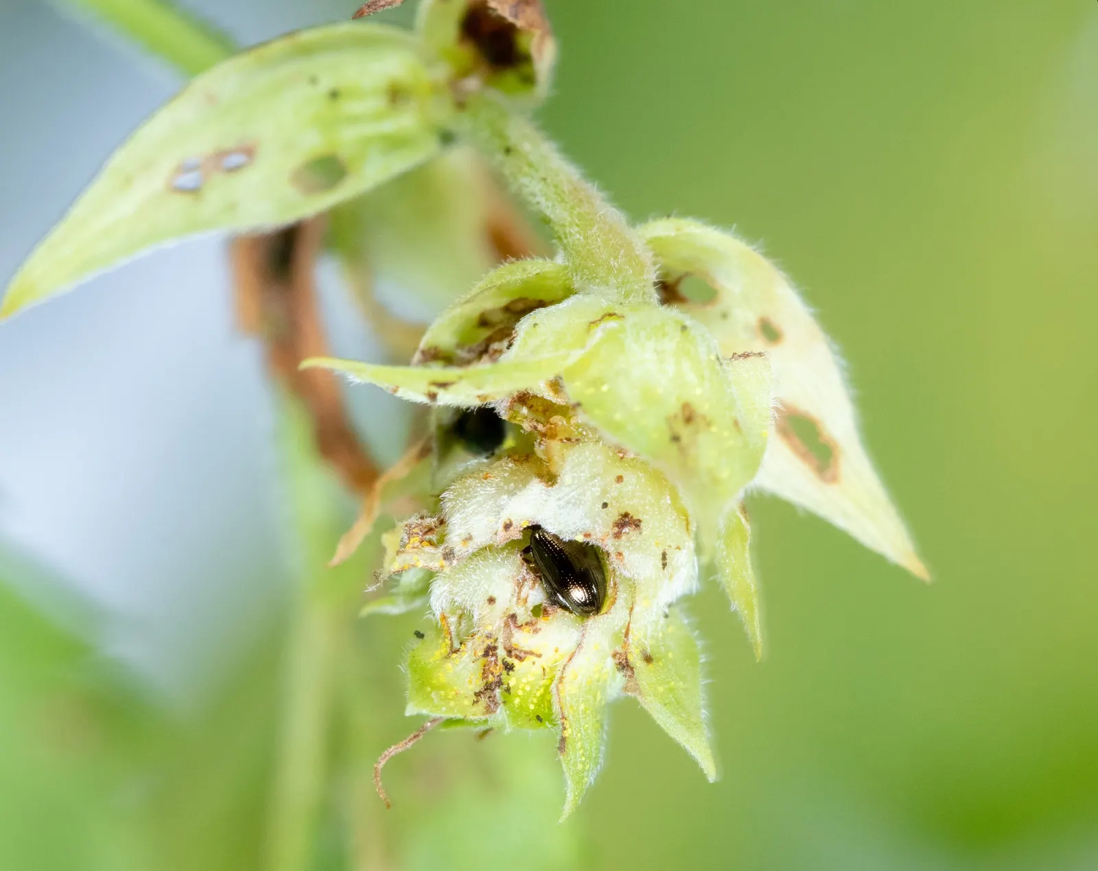 Hops (Humulus Lupulus) — aromatic fragrance and are composed of numerous scales that encase the lupulin glands; vine with green blooms, image 62