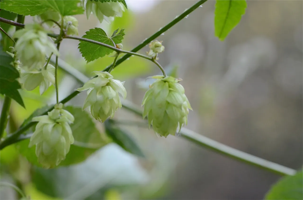 Hops (Humulus Lupulus) — is a vigorous perennial vine treasured in brewing for its cone-like flowers; this dioecious plant, with separate male and female