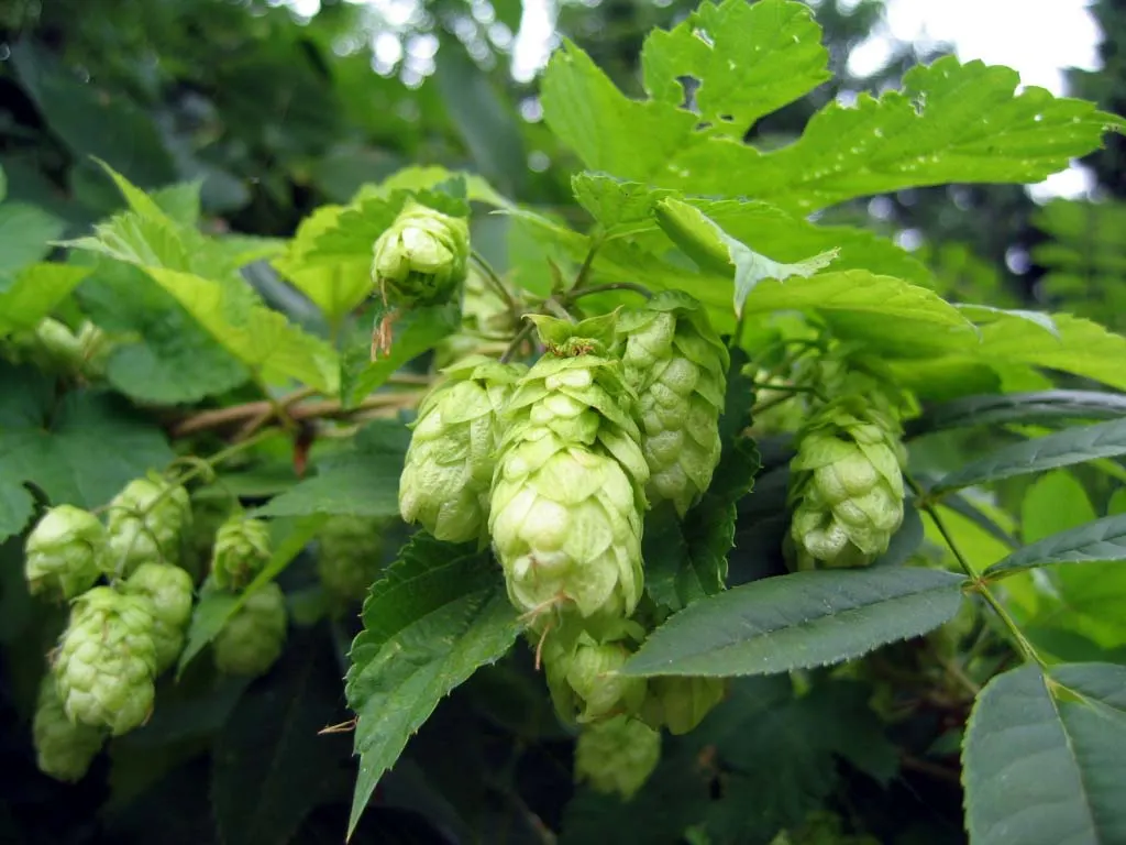 Hops (Humulus Lupulus) — which are integral to imparting flavor and stability to beer.<br><br>For optimal growth; usually around 1 to 3 inches long, image 88