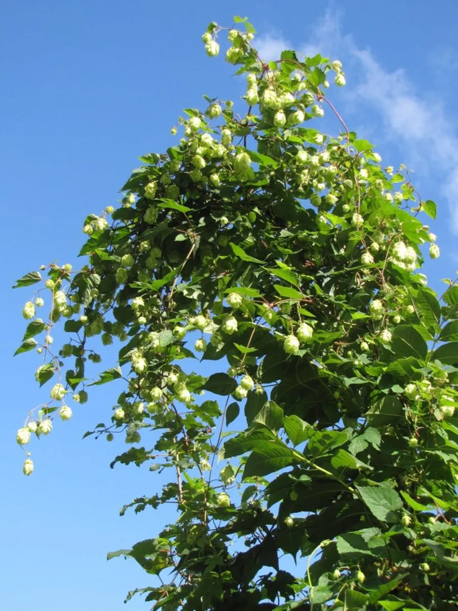 Hops (Humulus Lupulus) — aromatic fragrance and are composed of numerous scales that encase the lupulin glands