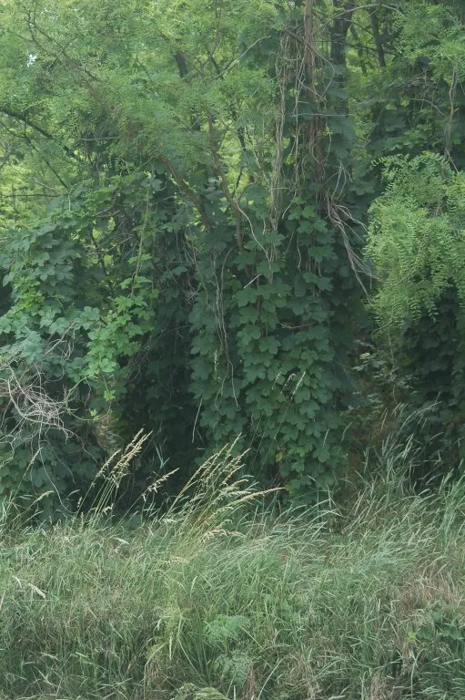 Hops (Humulus Lupulus) — which are technically termed bines and can reach lengths of 15 to 25 feet annually; <br><br>When incorporating Humulus, image 58