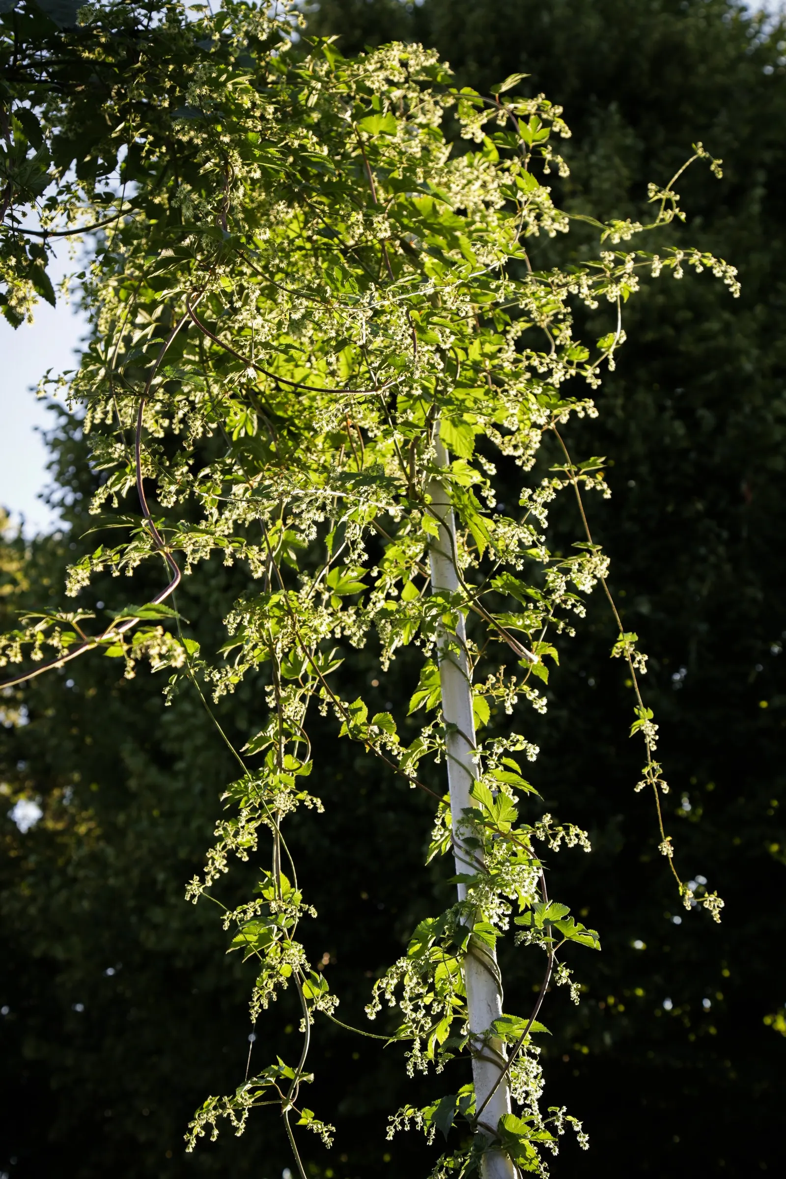 Hops (Humulus Lupulus) — hops demand well-drained soil with a pH ranging from 6.0 to 7.5; including hops can bring vertical interest to the space