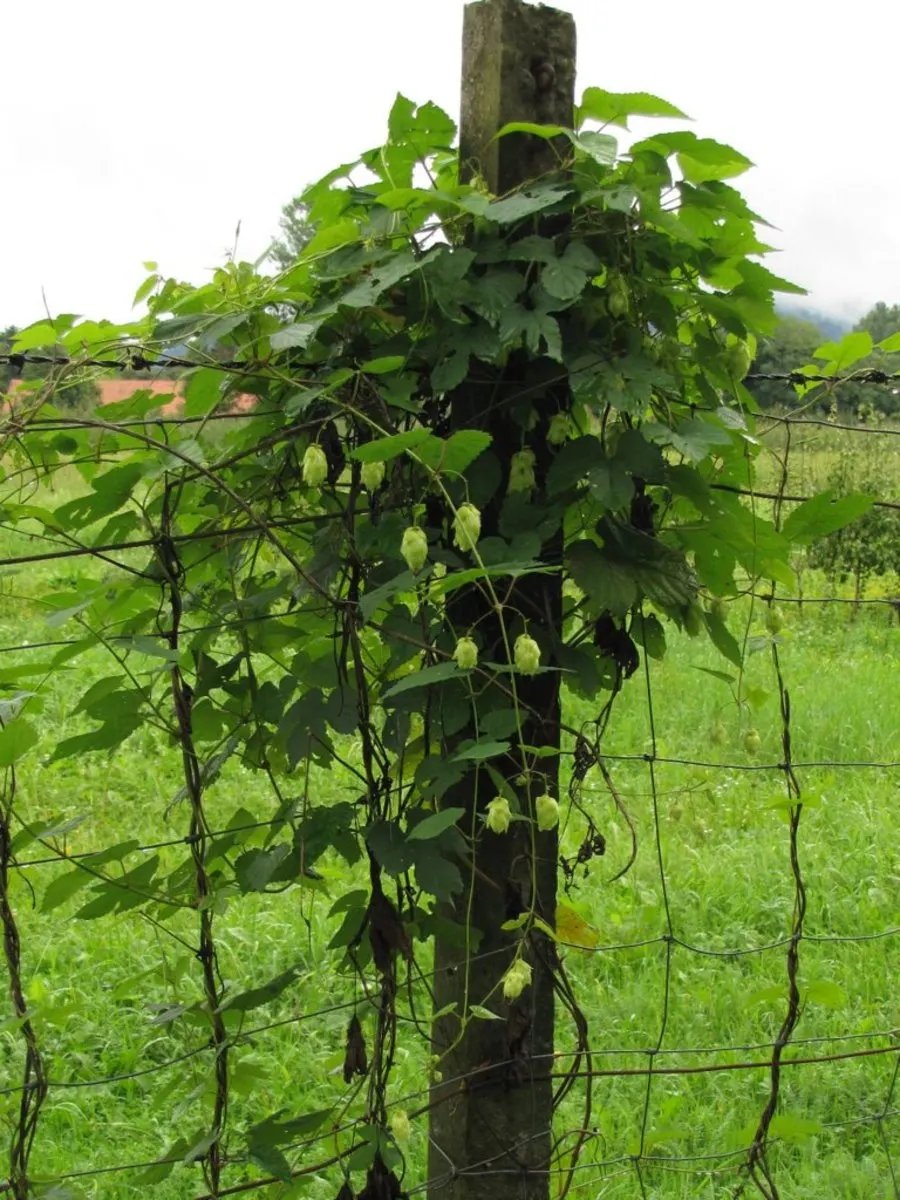 Hops (Humulus Lupulus) — and they prefer full sun exposure to maximize their vigorous growth tendency