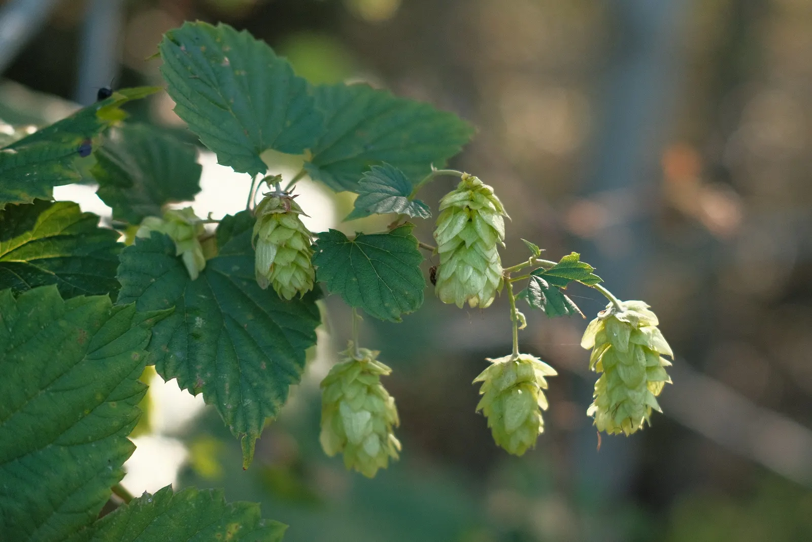 Hops (Humulus Lupulus) — hops are characterized by their climbing; these green to pale yellow cones, image 81