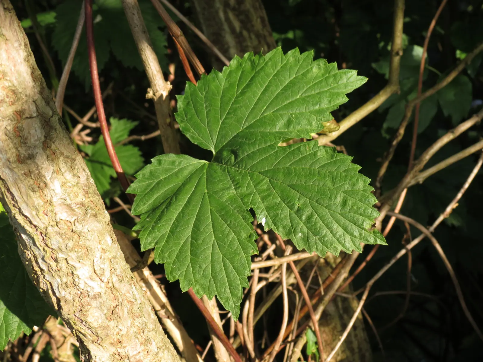 Hops (Humulus Lupulus) — which are integral to imparting flavor and stability to beer.<br><br>For optimal growth