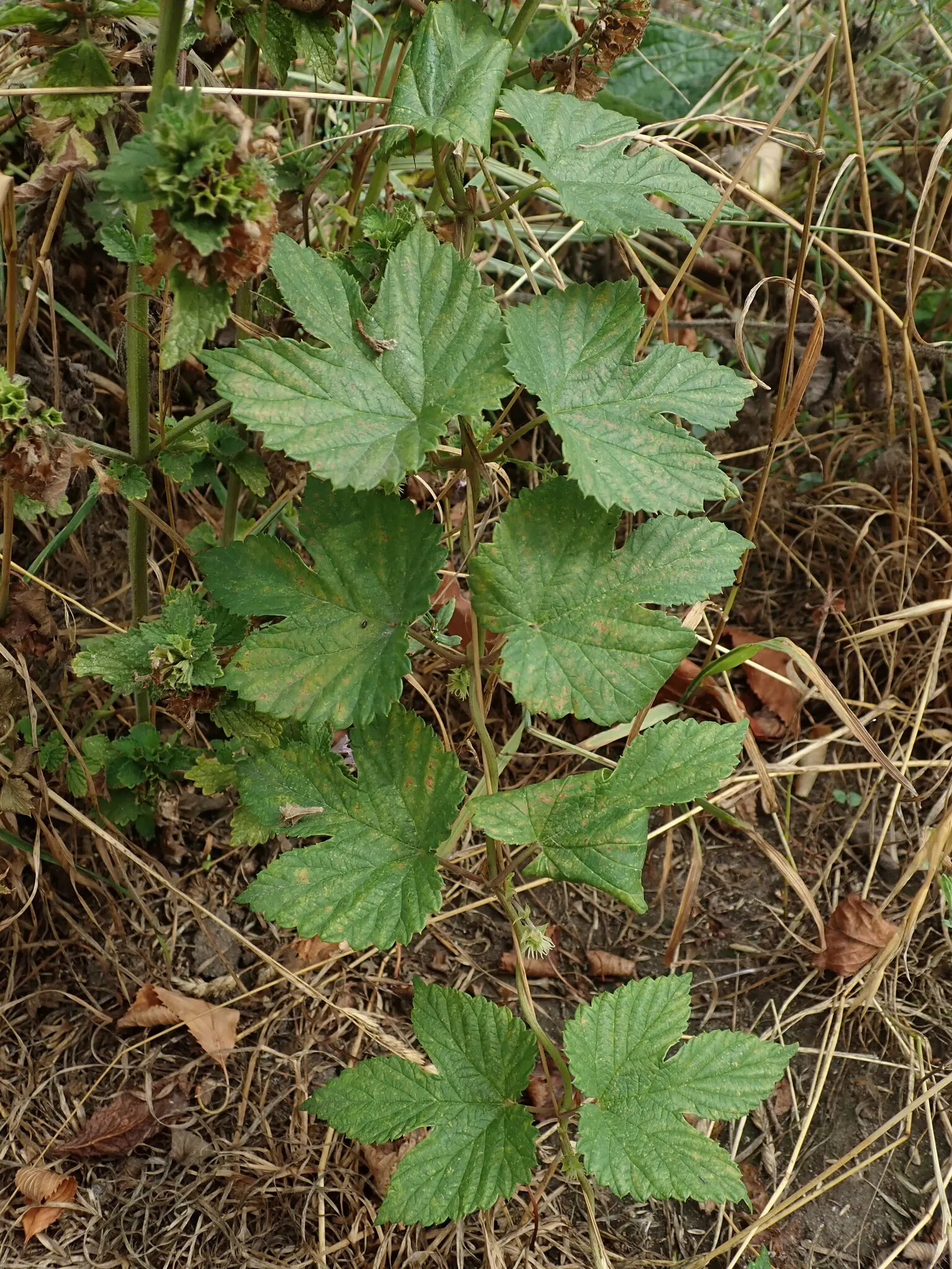Hops (Humulus Lupulus) — vine for full