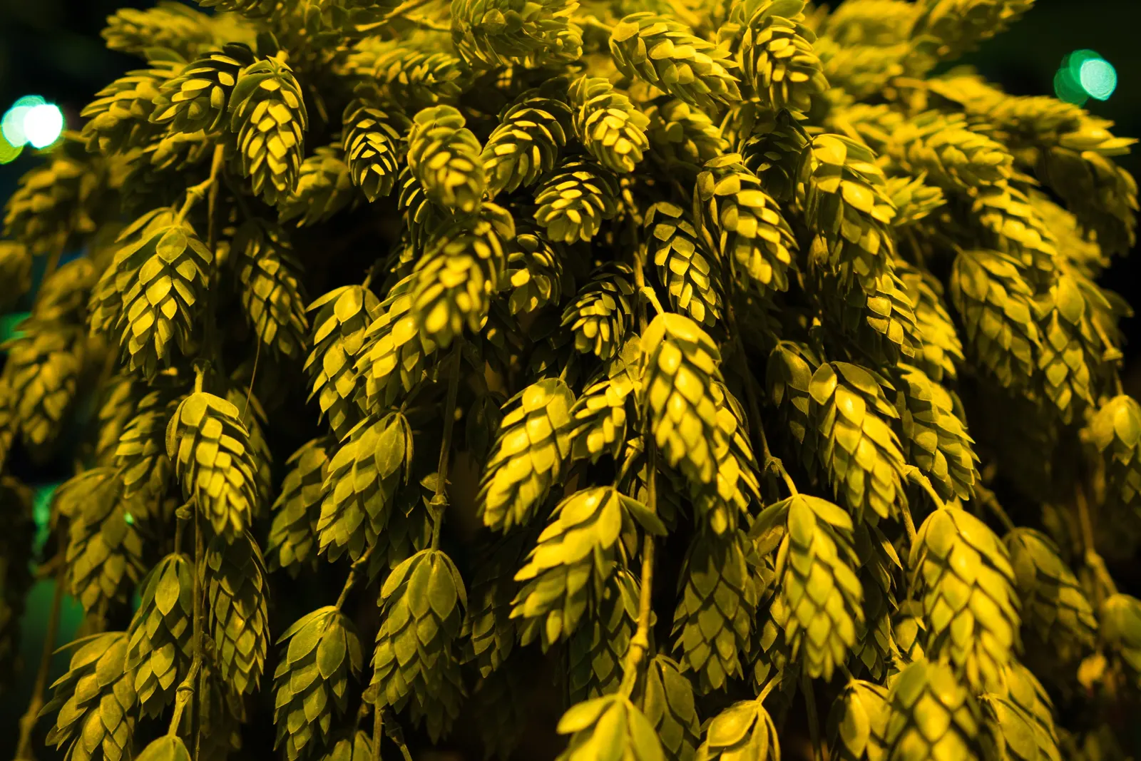 Hops (Humulus Lupulus) — hops demand well-drained soil with a pH ranging from 6.0 to 7.5; including hops can bring vertical interest to the space, image 89