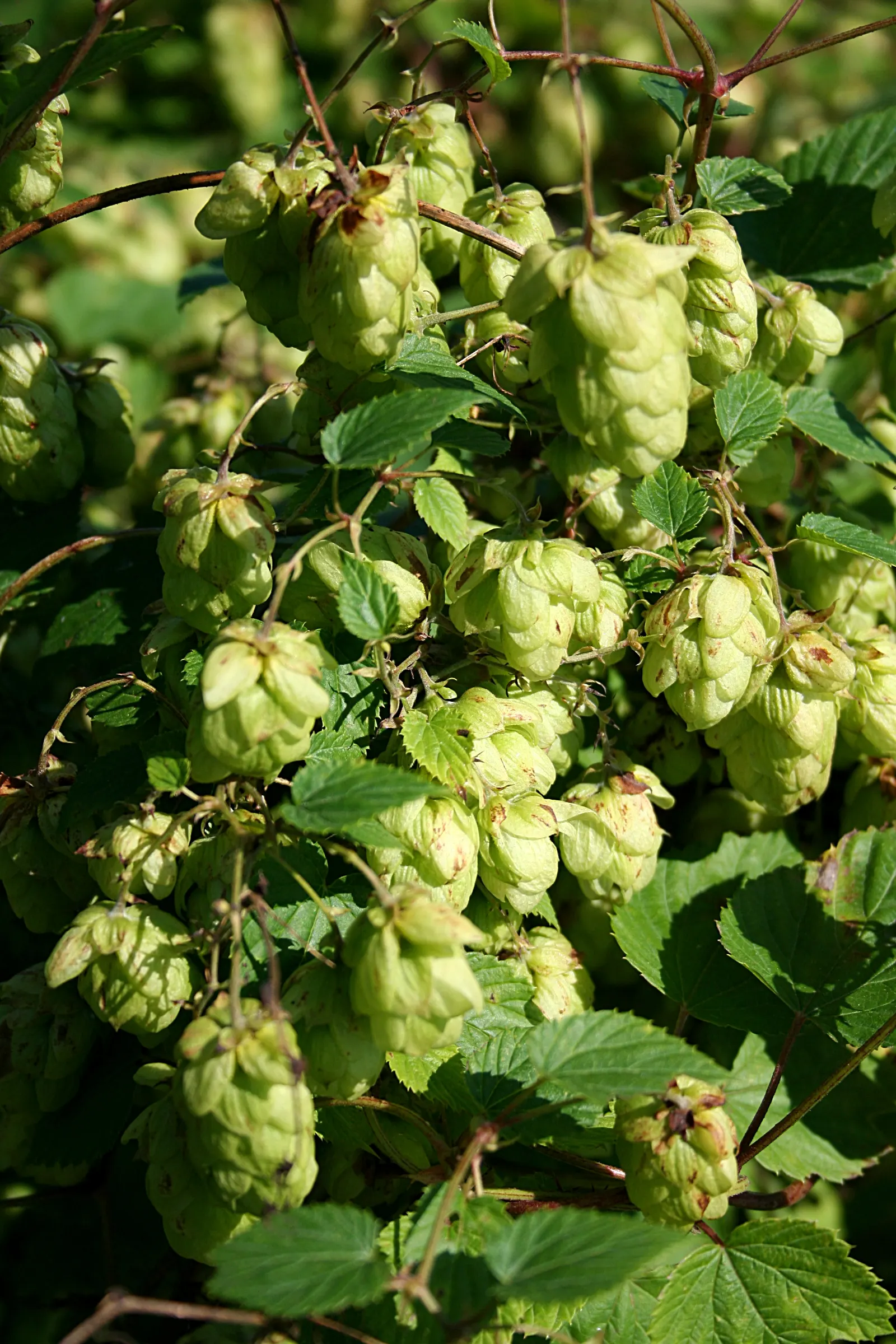 Hops (Humulus Lupulus) — Native to the Northern Hemisphere; its deep green, lobed leaves add a lush backdrop, while late summer blooms appeal to craft beer