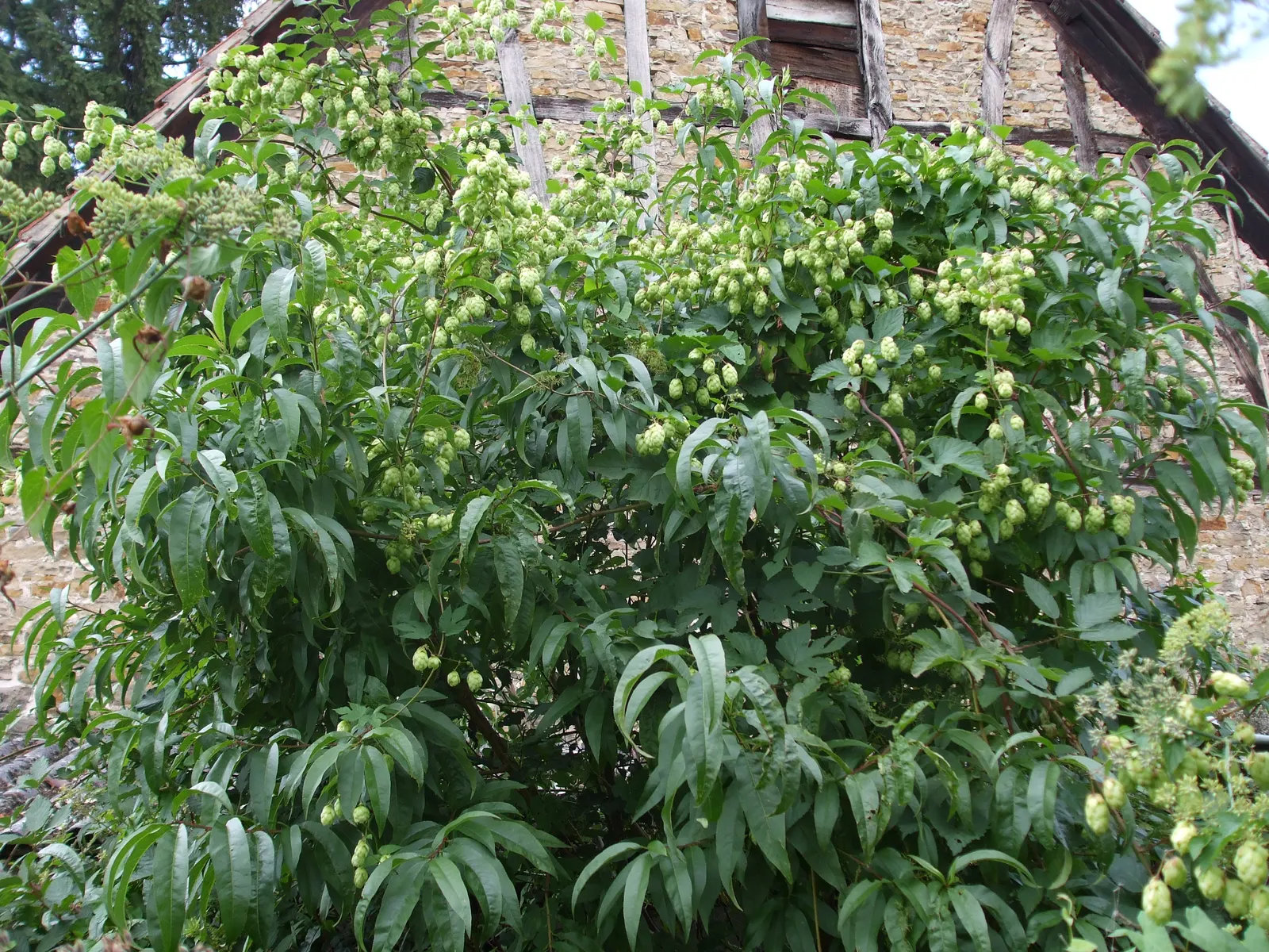 Hops (Humulus Lupulus) — hops are characterized by their climbing; these green to pale yellow cones, image 57