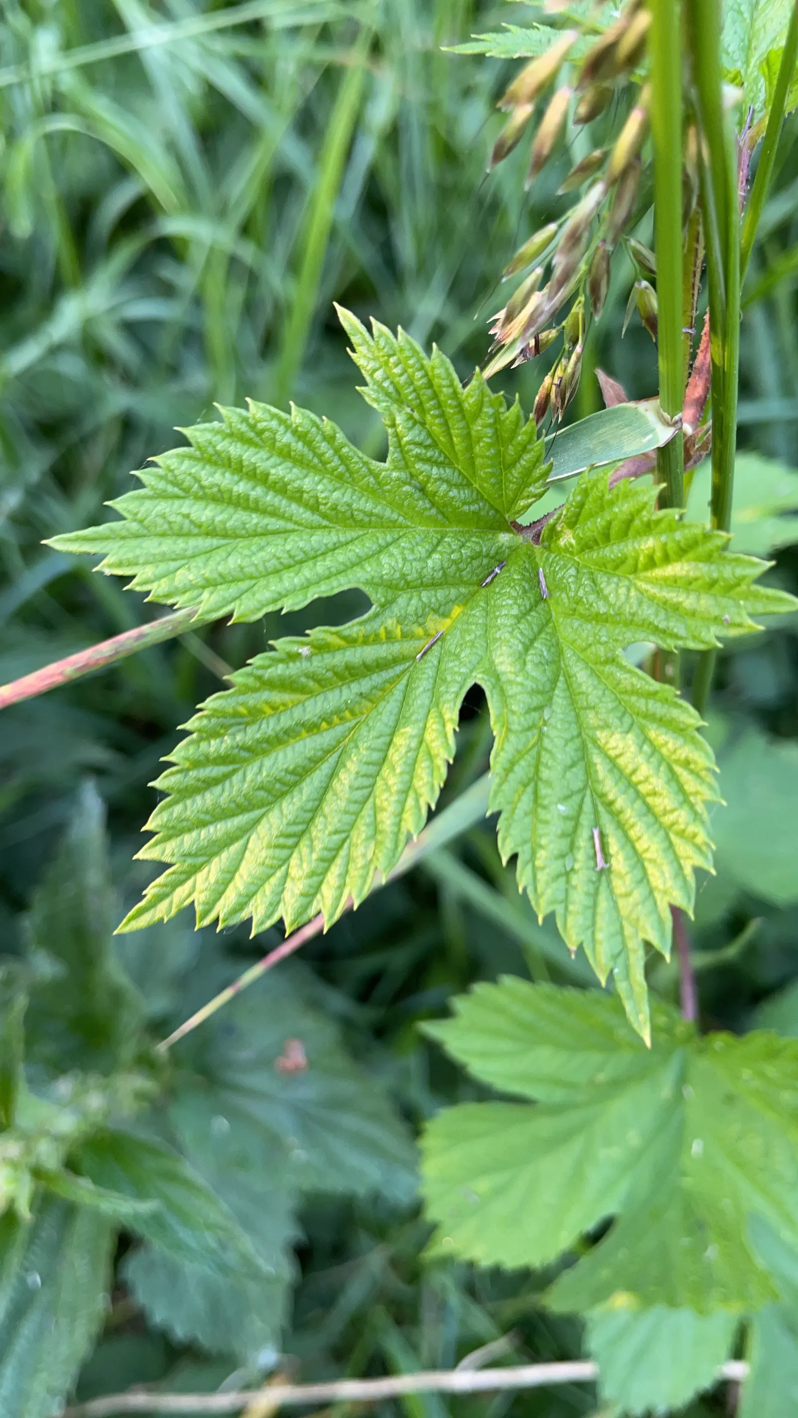Hops (Humulus Lupulus) — which are the female inflorescences of the species; cultivated varieties can reach 15-25 feet in height