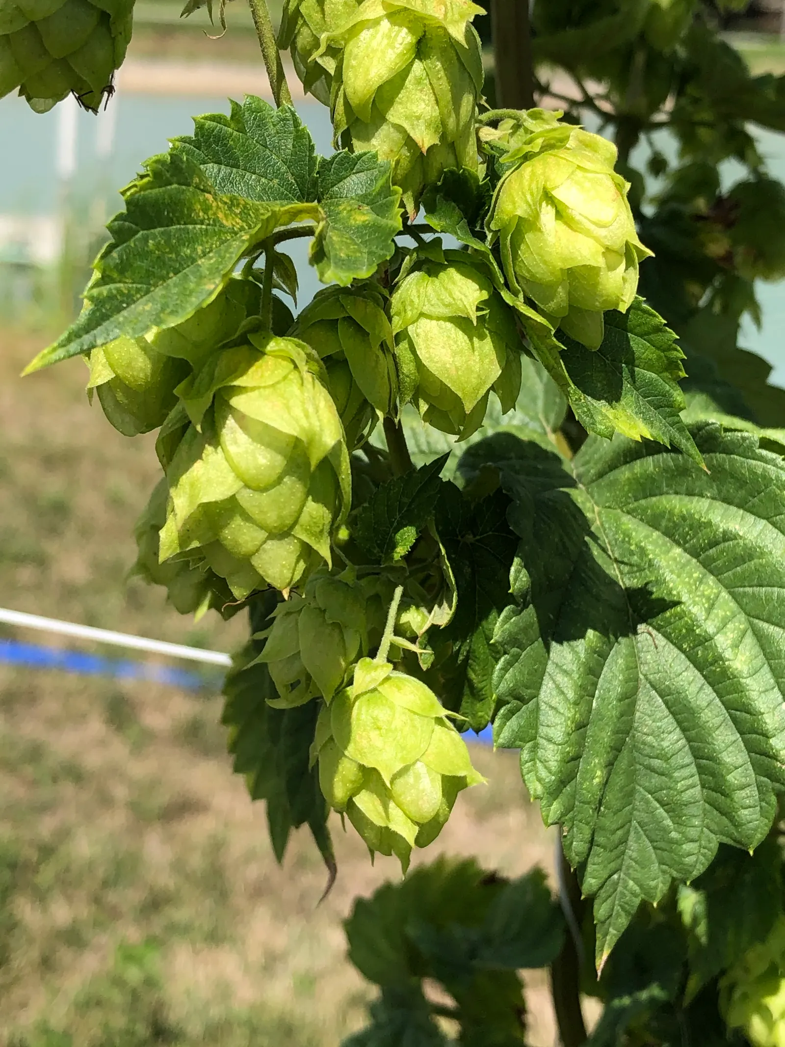 Hops (Humulus Lupulus) — aromatic fragrance and are composed of numerous scales that encase the lupulin glands; vine with green blooms