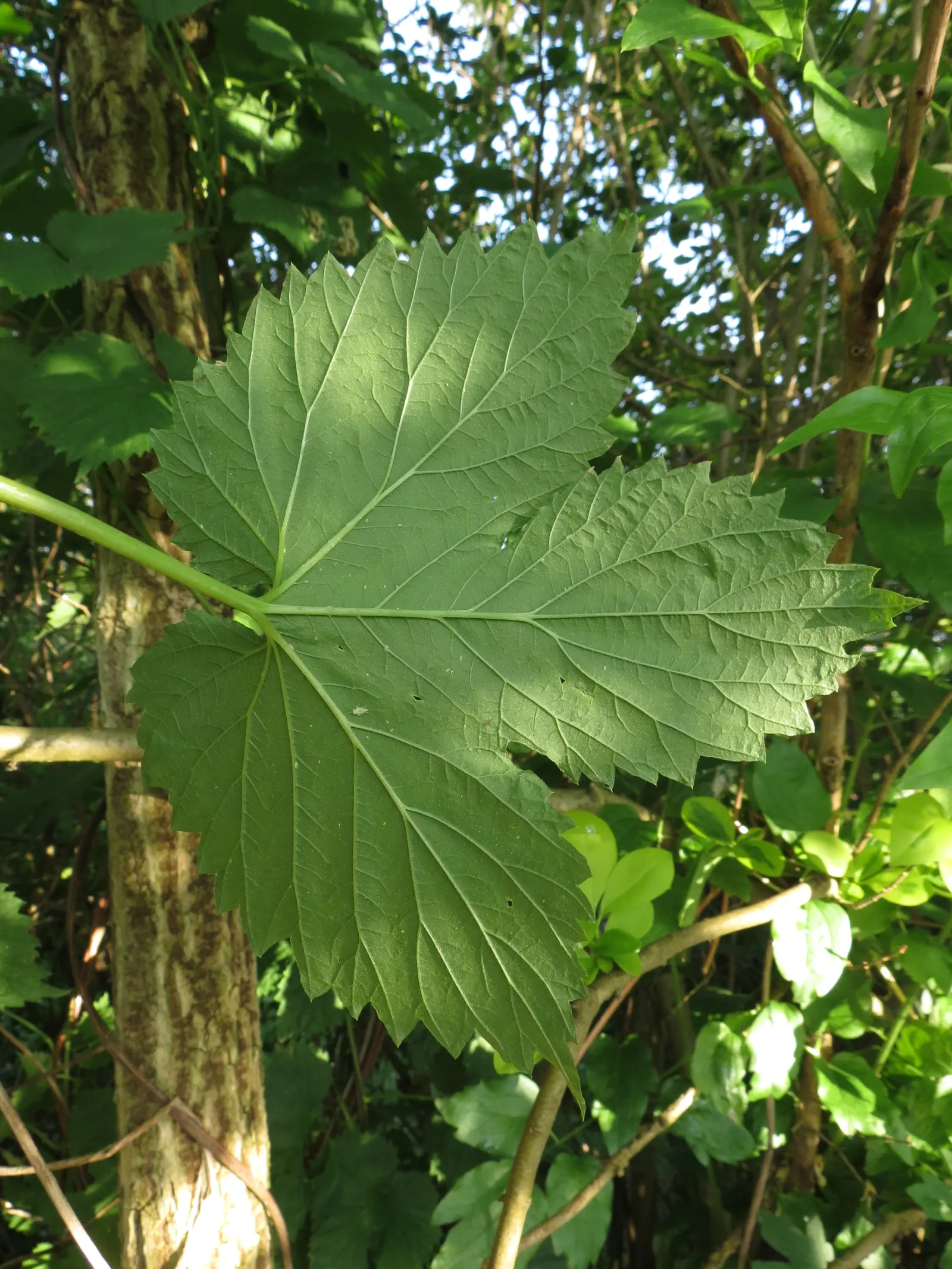 Hops (Humulus Lupulus) — is a vigorous perennial vine treasured in brewing for its cone-like flowers