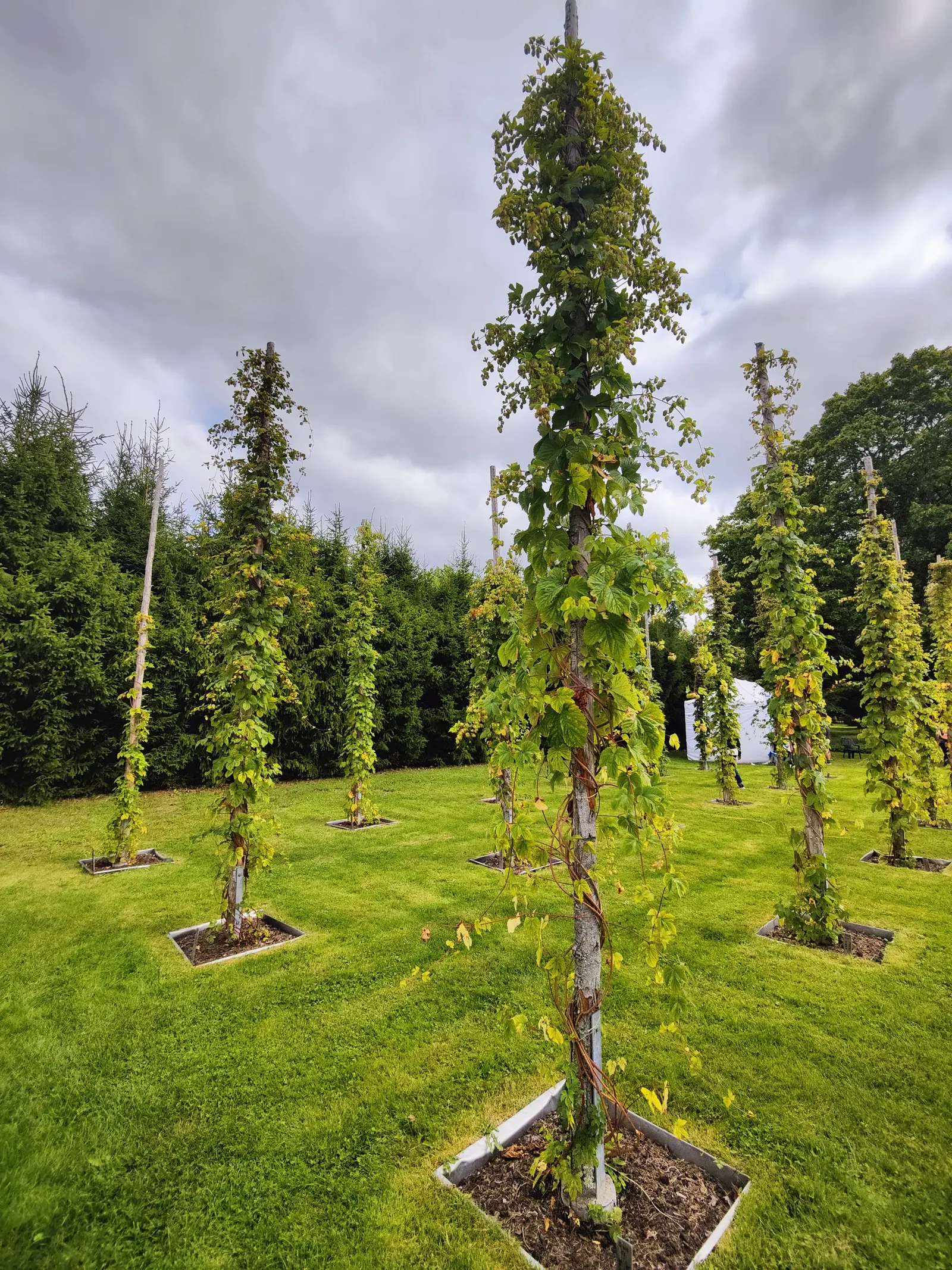 Hops (Humulus Lupulus) — while also offering ornamental appeal in landscape designs; green flowers in the garden