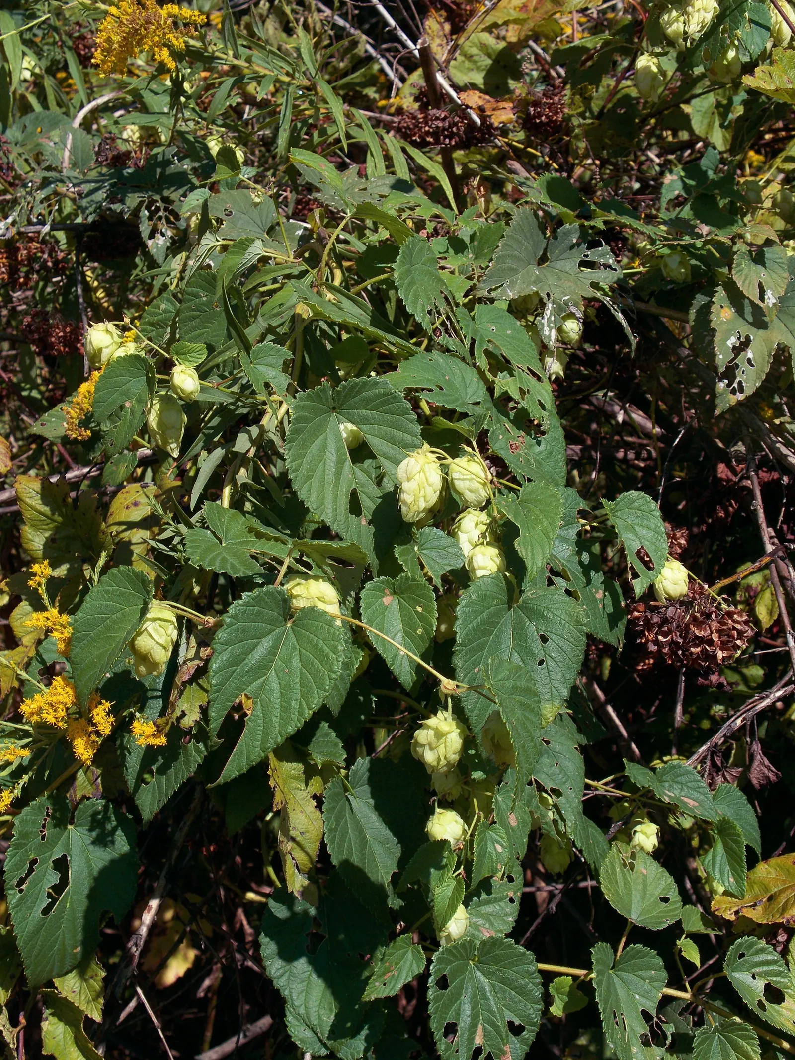 Hops (Humulus Lupulus) — vine for full; as well as attract pollinators with their aromatic flowers, image 72