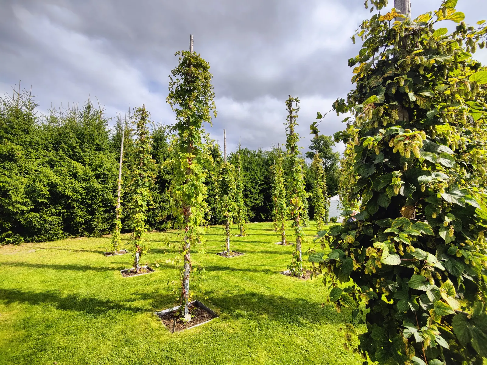 Hops (Humulus Lupulus) — which are integral to imparting flavor and stability to beer.<br><br>For optimal growth; usually around 1 to 3 inches long