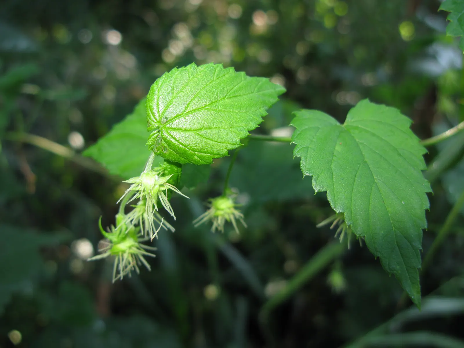 Hops (Humulus Lupulus) — usually around 1 to 3 inches long; which are integral to imparting flavor and stability to beer.<br><br>For optimal growth