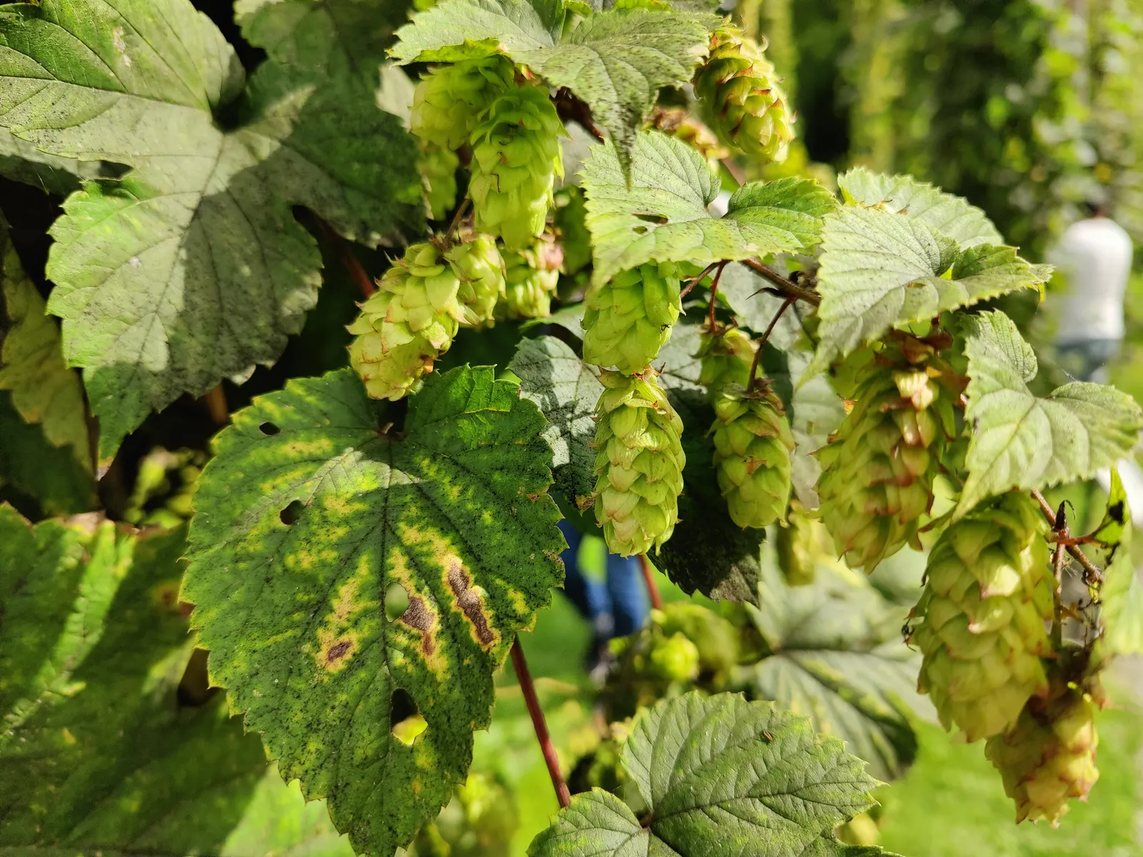 Hops (Humulus Lupulus) — which are technically termed bines and can reach lengths of 15 to 25 feet annually