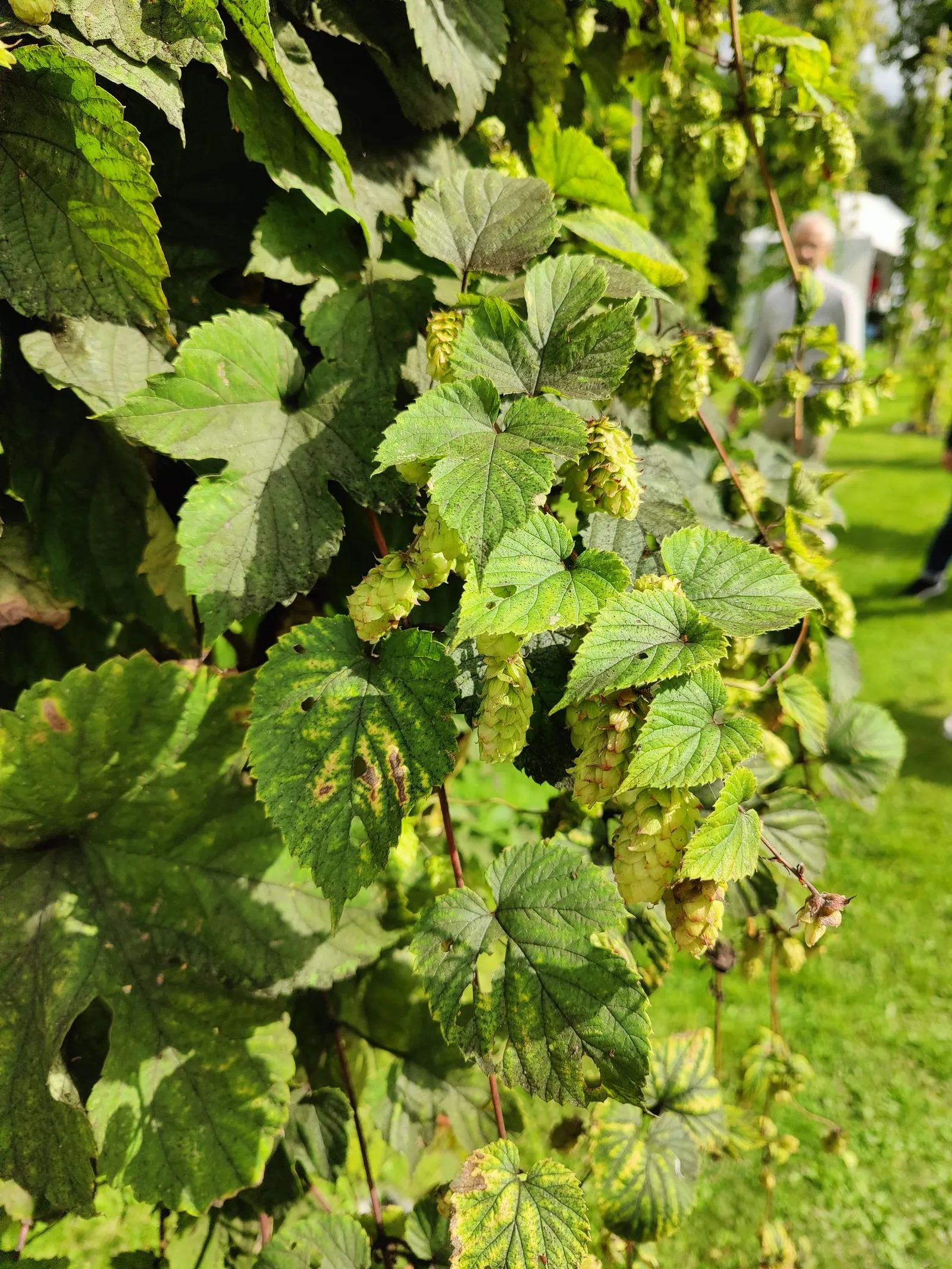 Hops (Humulus Lupulus) — is a hardy perennial plant that plays a pivotal role in the brewing industry