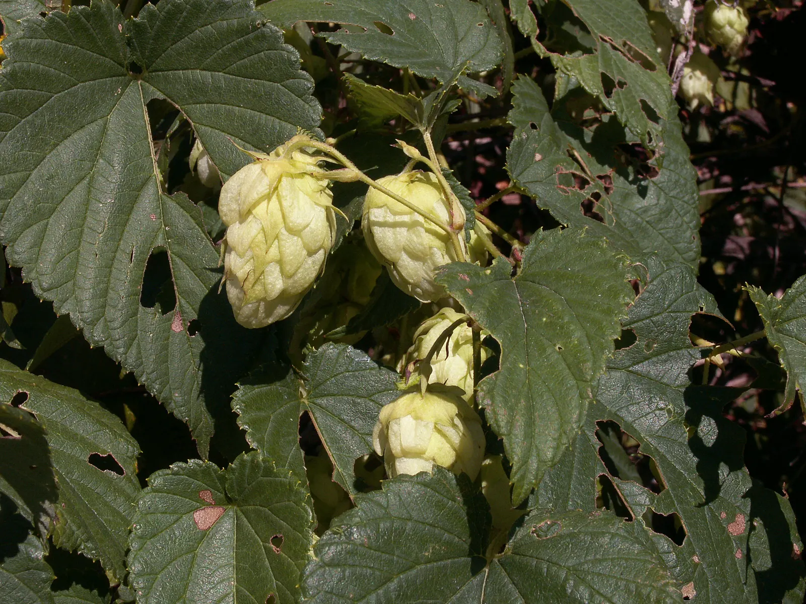 Hops (Humulus Lupulus) — Cultivated varieties can reach 15-25 feet in height; which are the female inflorescences of the species, image 74