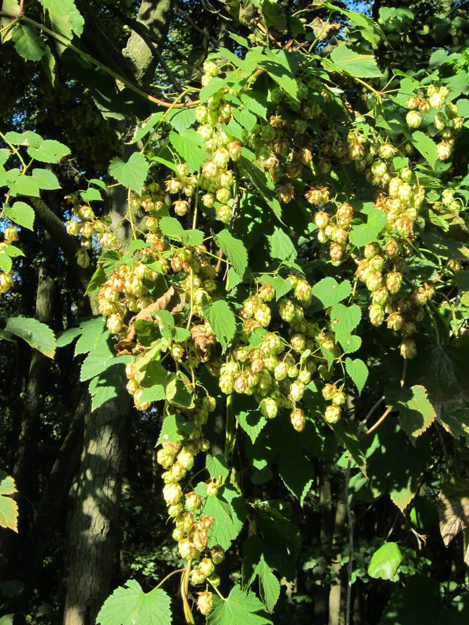 Hops (Humulus Lupulus) — and they prefer full sun exposure to maximize their vigorous growth tendency; thriving in well-drained soil with full sun, image 90