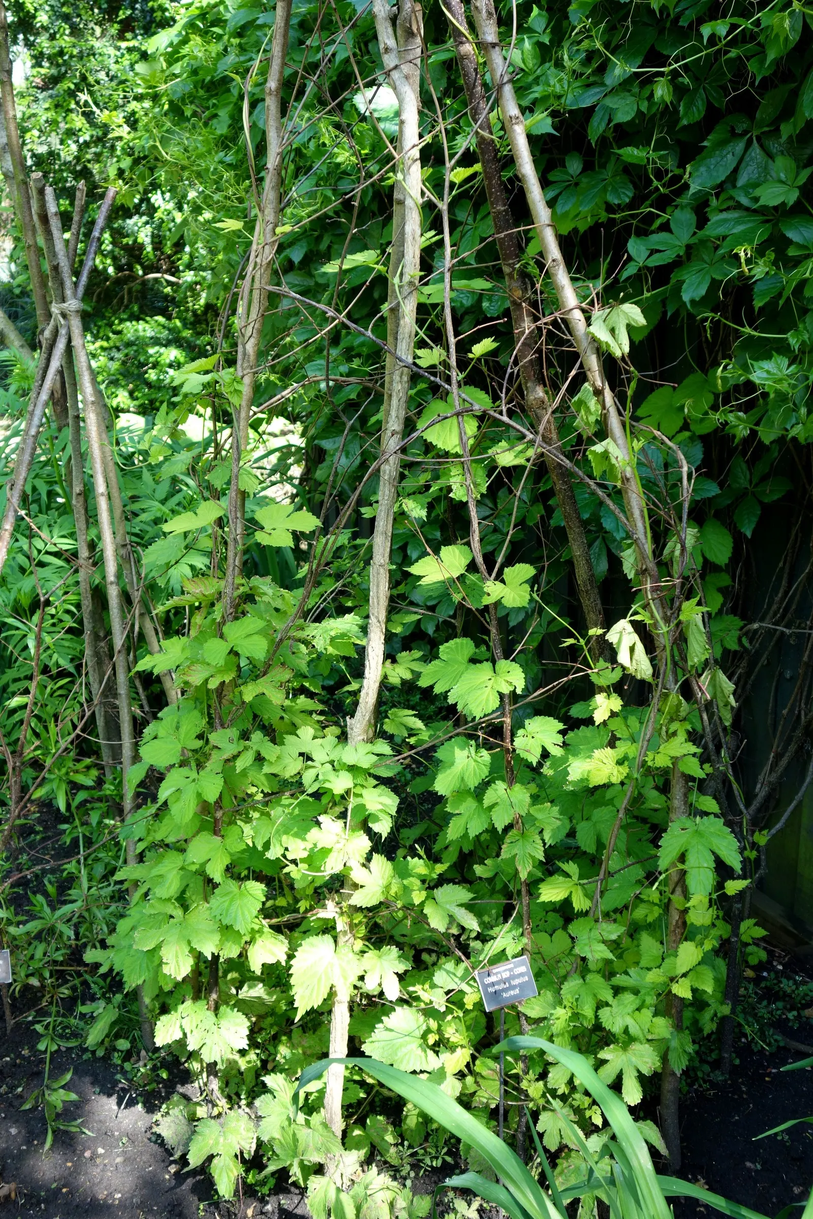 Hops (Humulus Lupulus) — and they prefer full sun exposure to maximize their vigorous growth tendency; thriving in well-drained soil with full sun, image 66