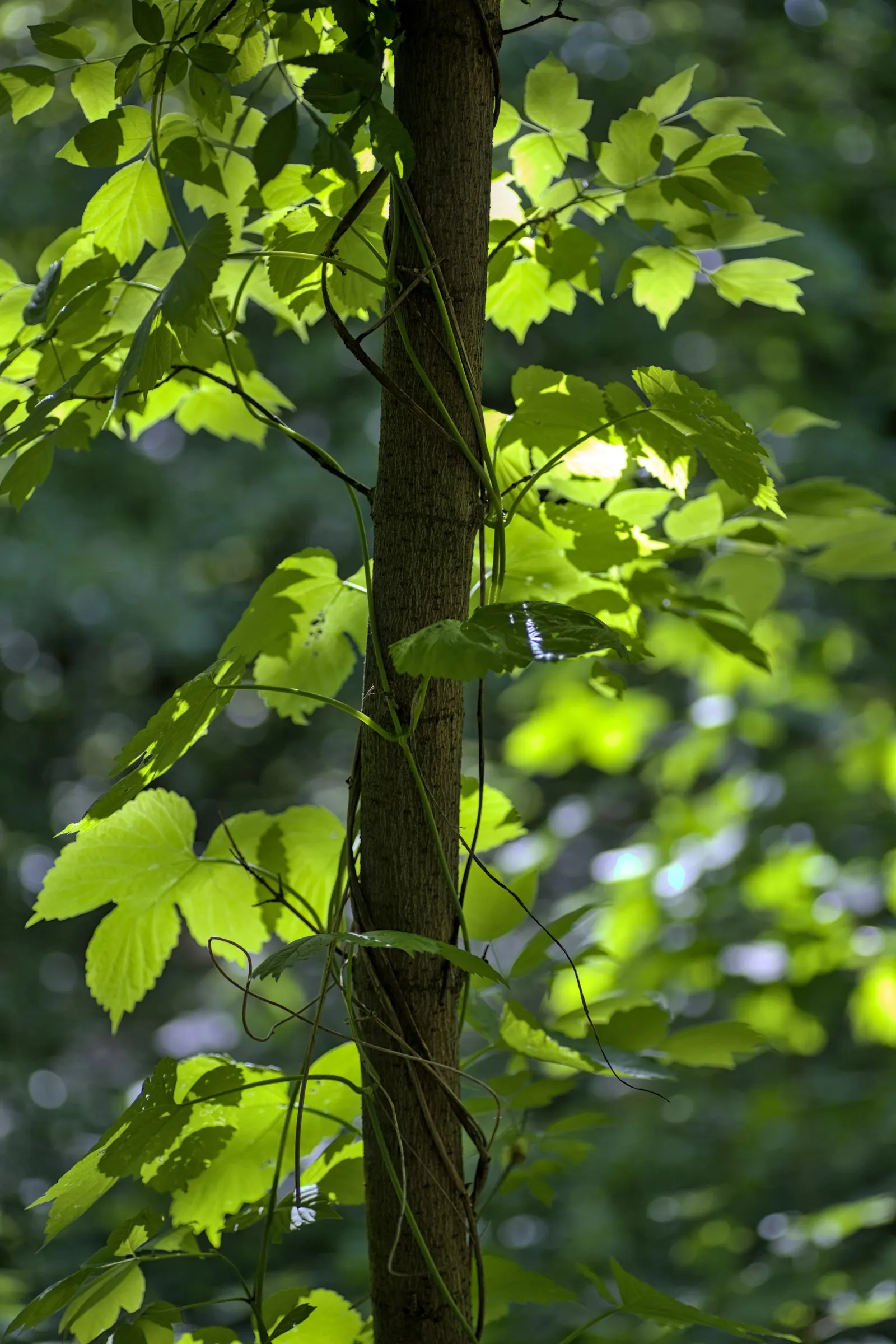 Hops (Humulus Lupulus) — Including hops can bring vertical interest to the space; hops demand well-drained soil with a pH ranging from 6.0 to 7.5