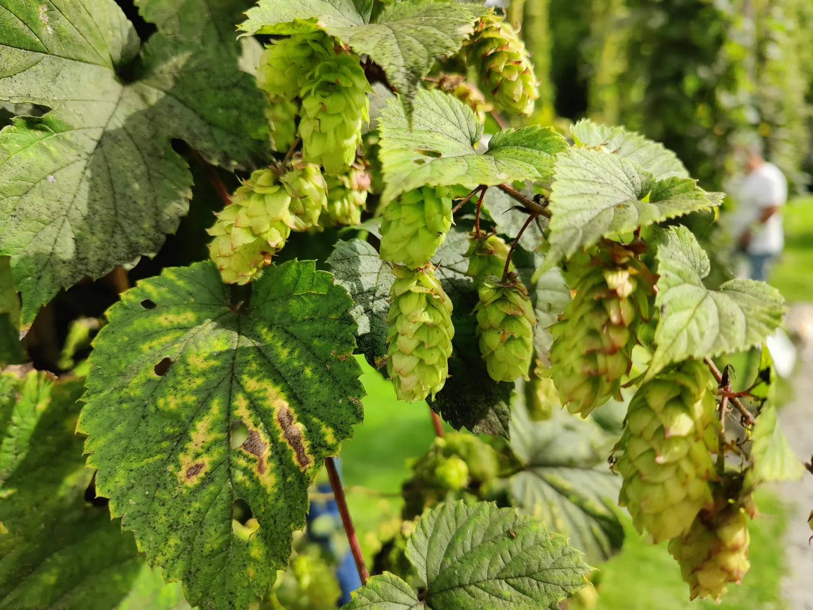 Hops (Humulus Lupulus) — These glands produce an array of essential oils and bitter acids