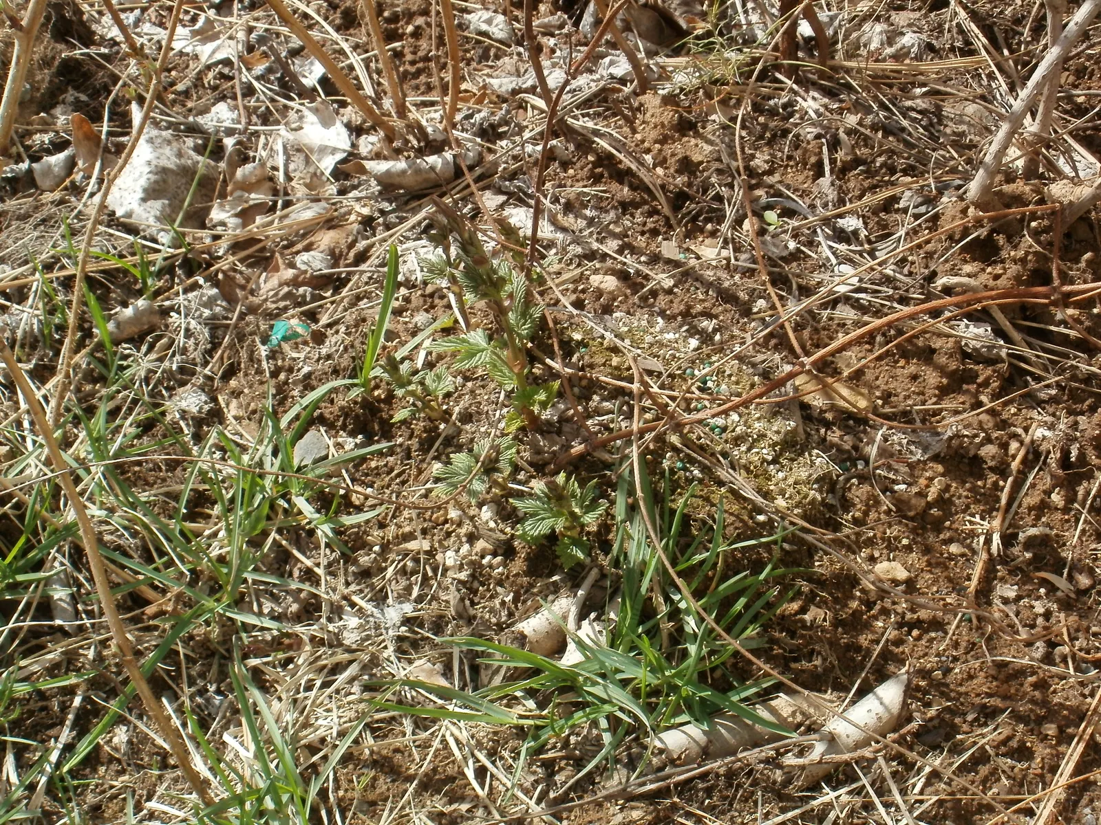 Hops (Humulus Lupulus) — These glands produce an array of essential oils and bitter acids; is a hardy perennial plant that plays a pivotal role in, image 87