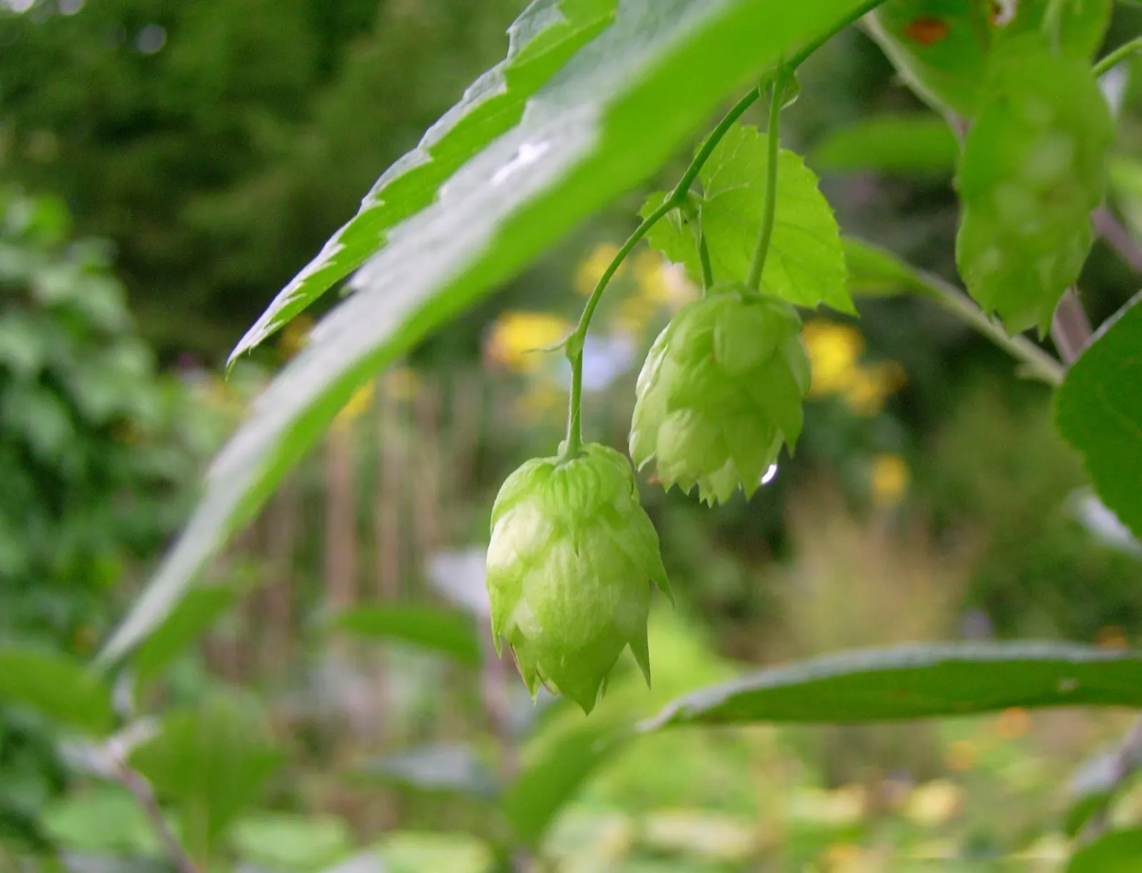 Hops (Humulus Lupulus) — thriving in well-drained soil with full sun to partial shade; and they prefer full sun exposure to maximize their vigorous, image 75