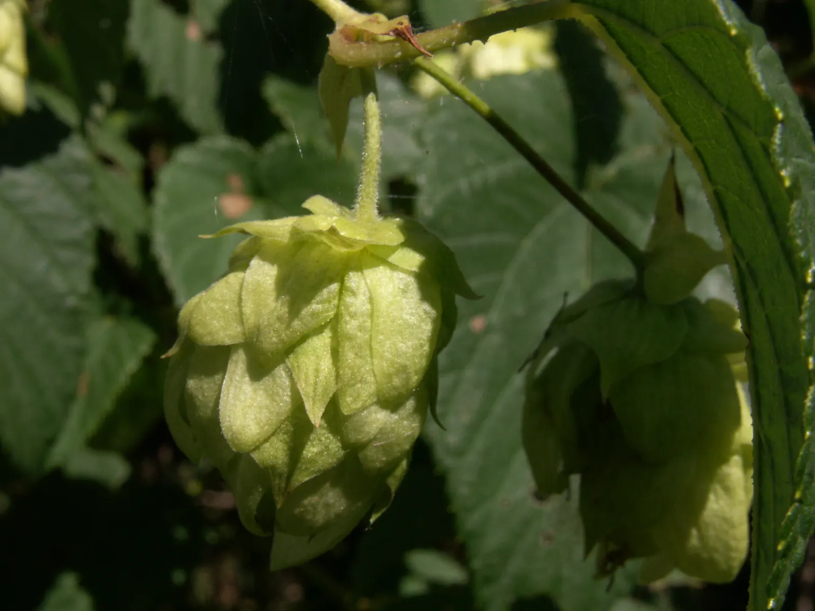 Hops (Humulus Lupulus) — which are the female inflorescences of the species; cultivated varieties can reach 15-25 feet in height, image 59