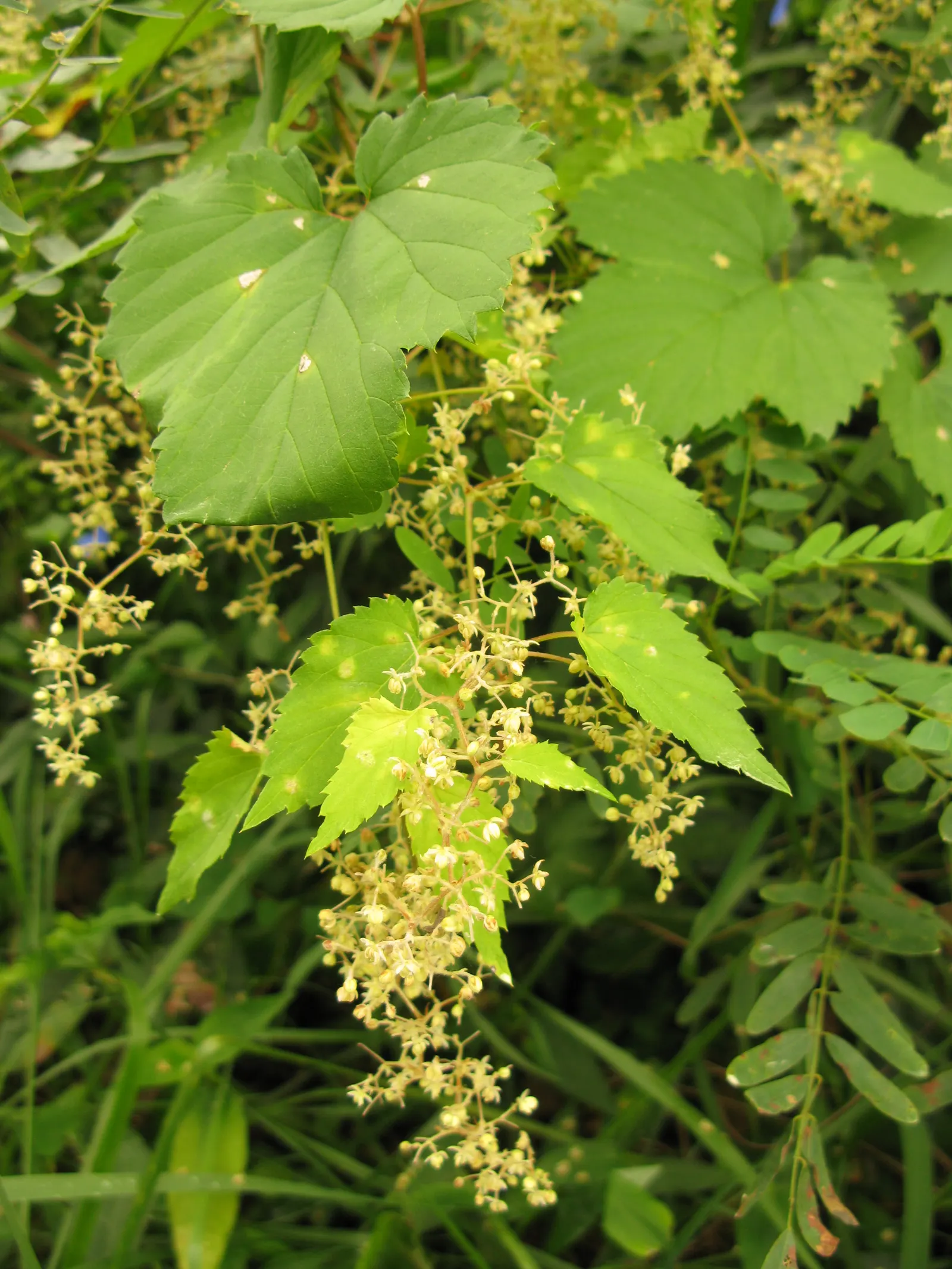 Hops (Humulus Lupulus) — These glands produce an array of essential oils and bitter acids; is a hardy perennial plant that plays a pivotal role in the brewing