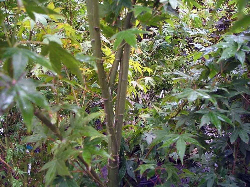 Fullmoon Maple (Acer Japonicum) — this maple variety prefers well-drained; its slow growth and elegant structure make it an exquisite specimen for focal points