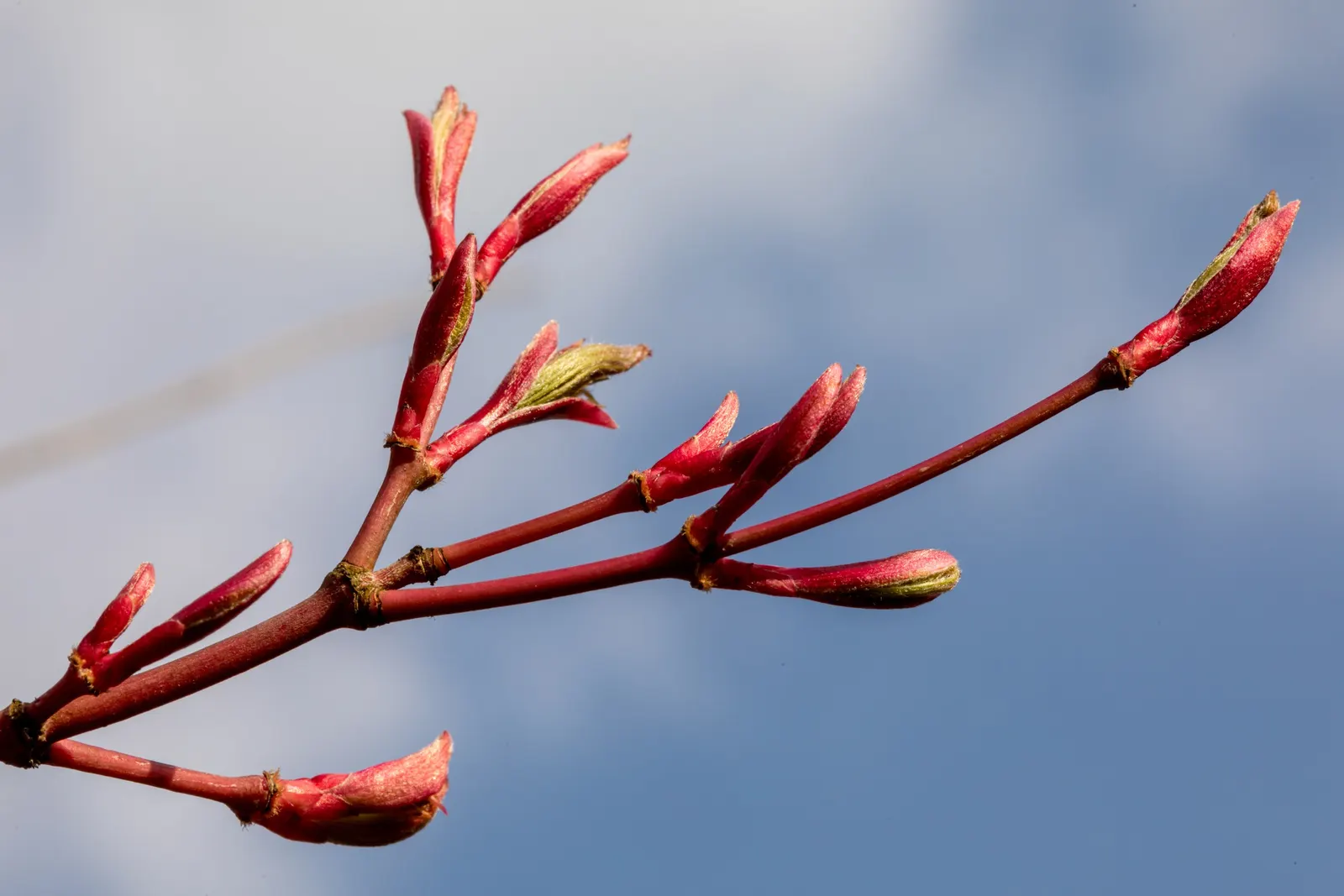 Fullmoon Maple (Acer Japonicum) — This tree is hardy in USDA zones 5 to 7