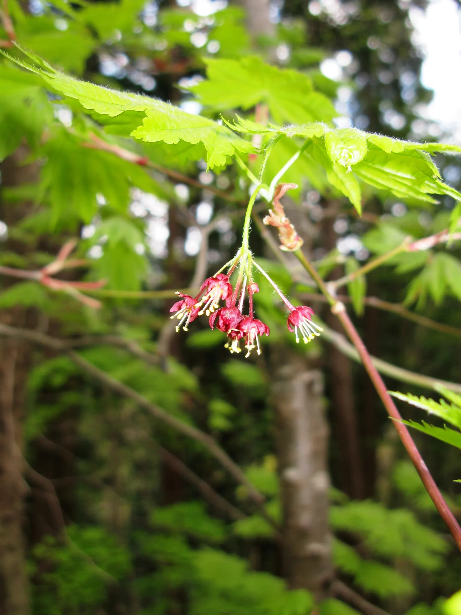 Fullmoon Maple (Acer Japonicum) — inconspicuous flowers that give way to the samaras or "helicopter" seeds typical of maples; rounded leaves resembling a full
