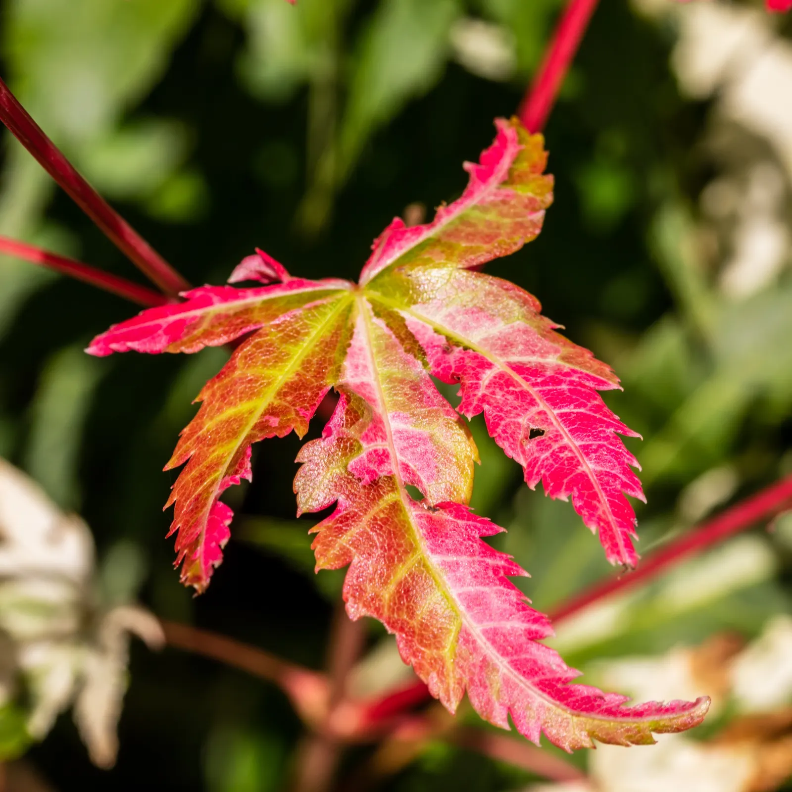Fullmoon Maple (Acer Japonicum) — which burst into shades of red; the Fullmoon Maple (Acer japonicum) is a captivating small deciduous tree, image 52