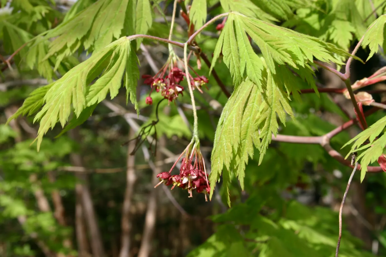 Fullmoon Maple (Acer Japonicum) — The Fullmoon Maple (Acer japonicum) is a captivating small deciduous tree, reaching up to 20-30 ft
