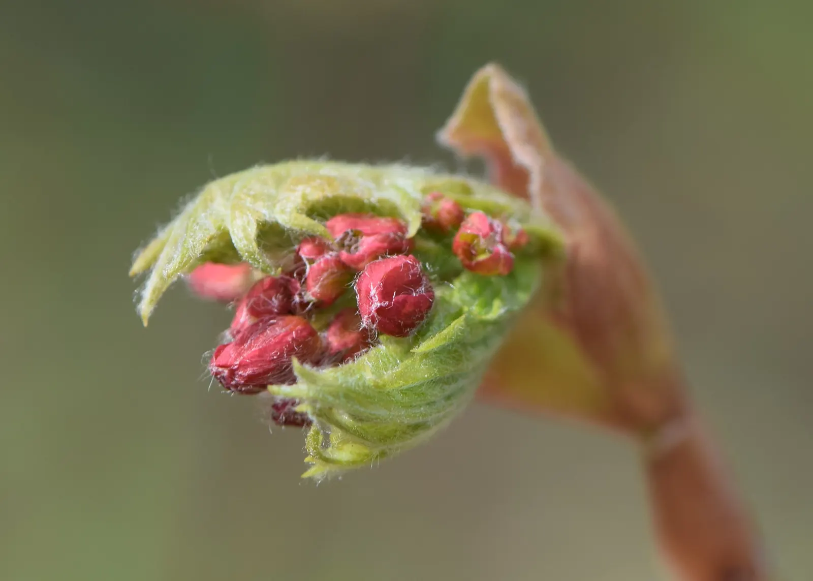 Fullmoon Maple (Acer Japonicum) — rounded leaves resembling a full moon