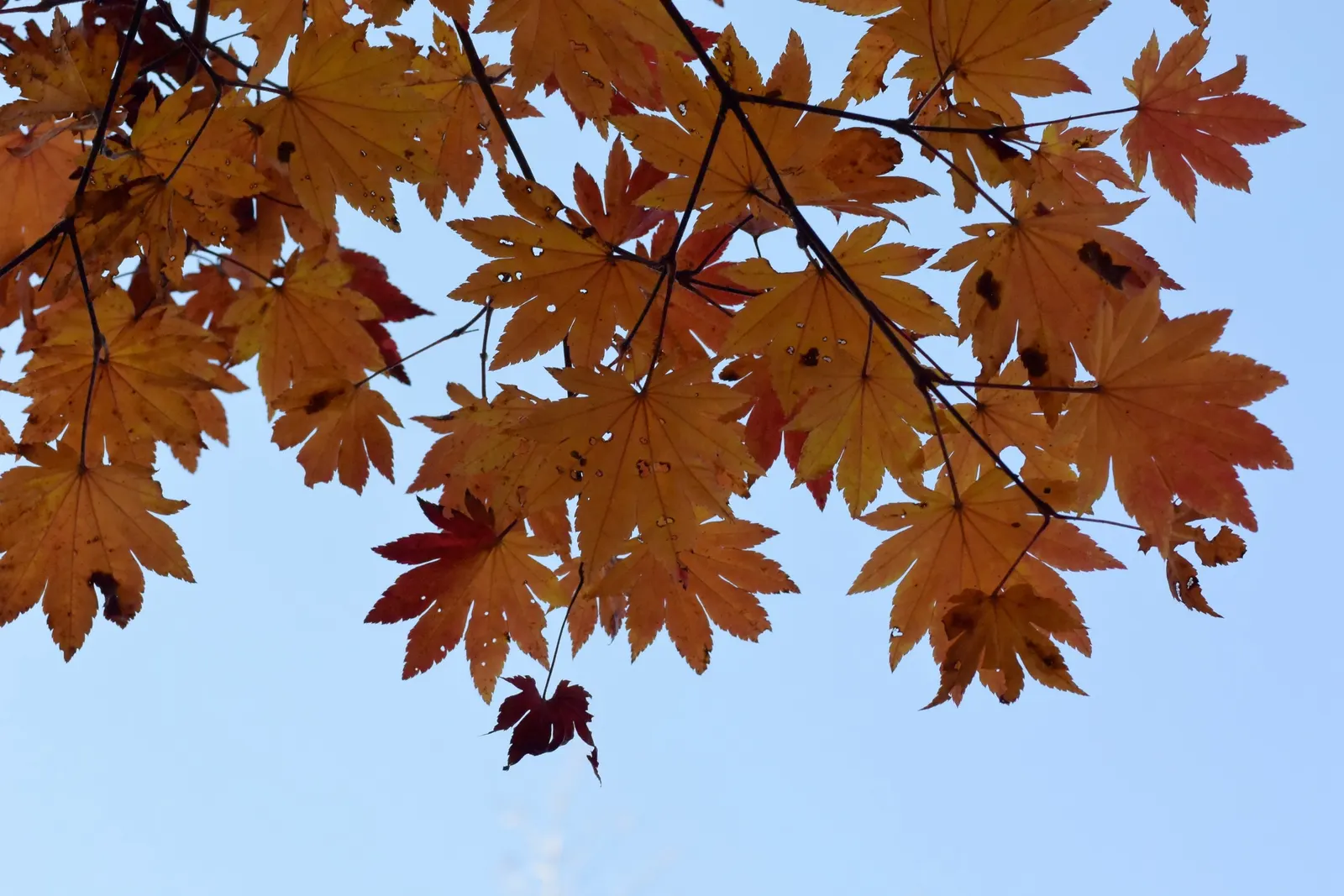 Fullmoon Maple (Acer Japonicum) — rounded leaves resembling a full moon; inconspicuous flowers that give way to the samaras or "helicopter" seeds typical of