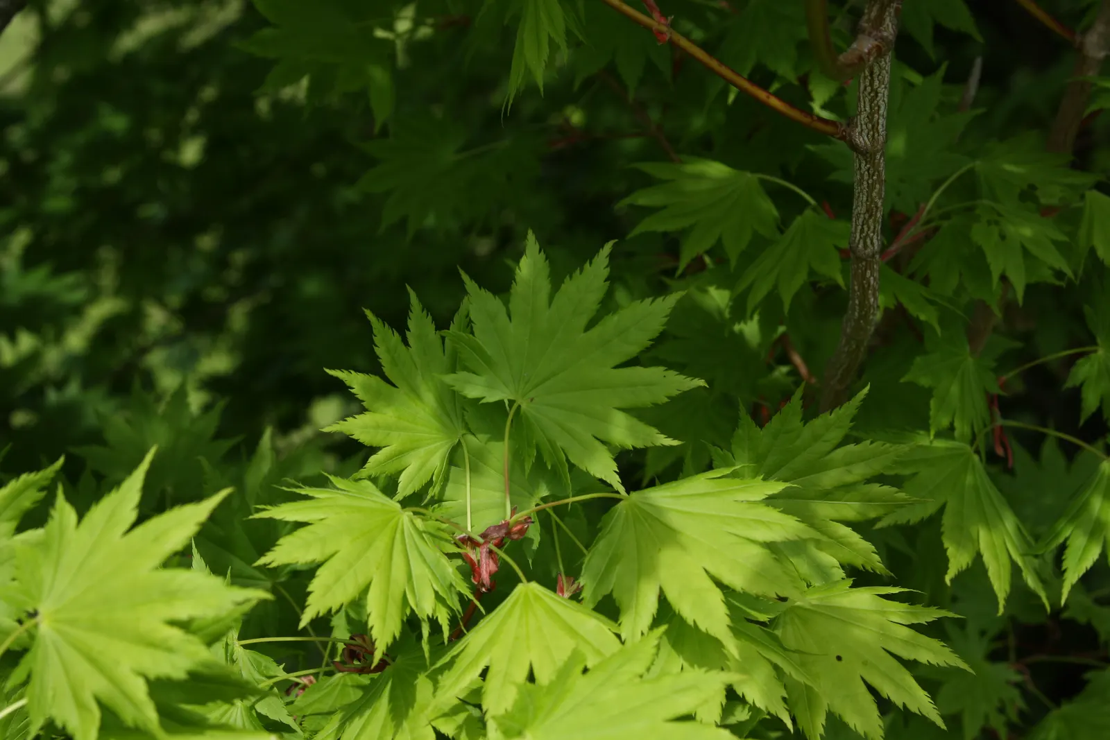 Fullmoon Maple (Acer Japonicum) — shrub / tree for full or half