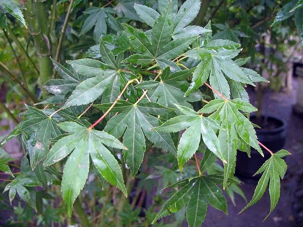 Fullmoon Maple (Acer Japonicum) — wide-rounded leaves which resemble the shape of a full moon; which can be as large as 3 to 6 inches in width
