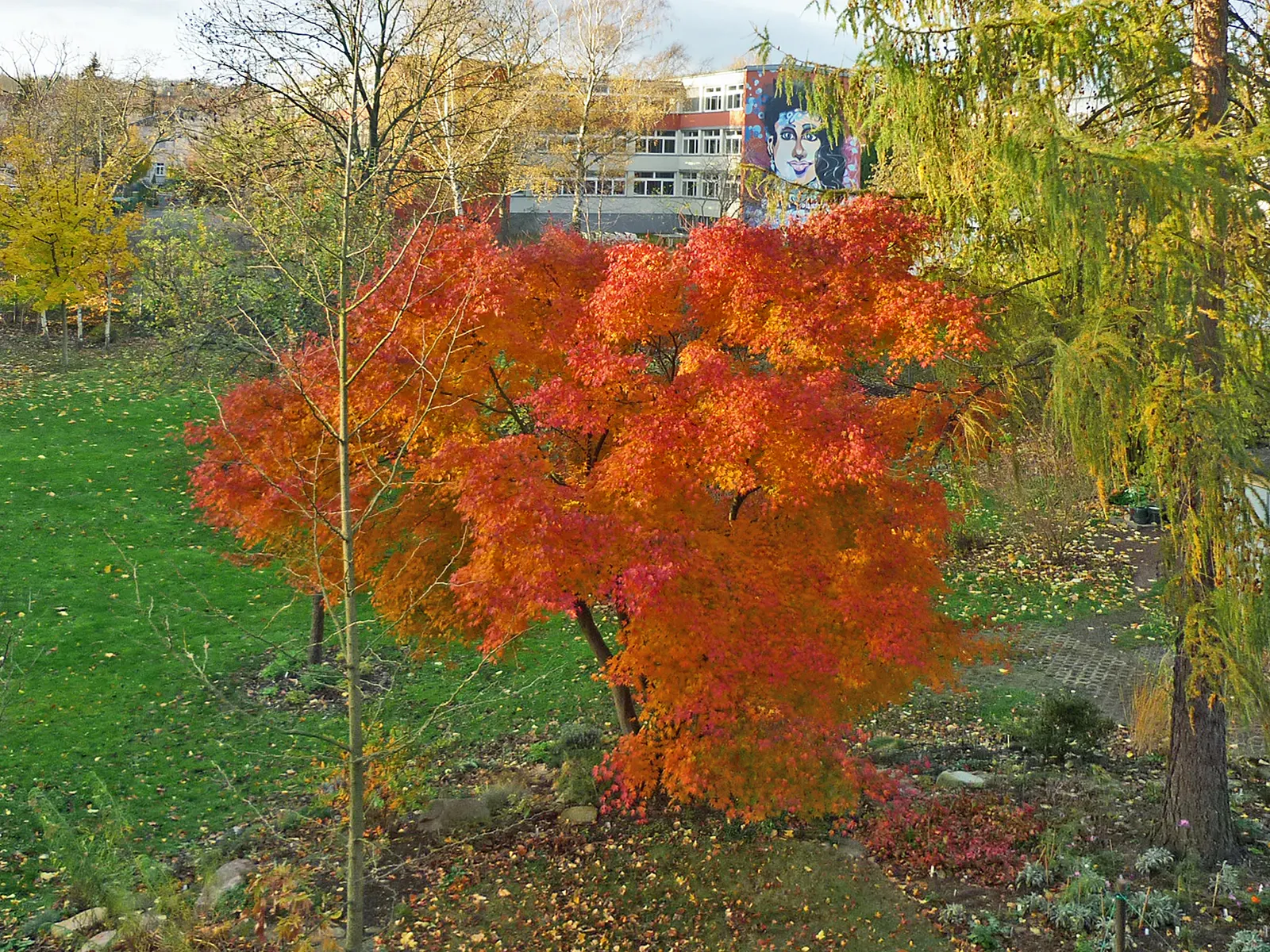 Fullmoon Maple (Acer Japonicum) — enhancing its visual charm