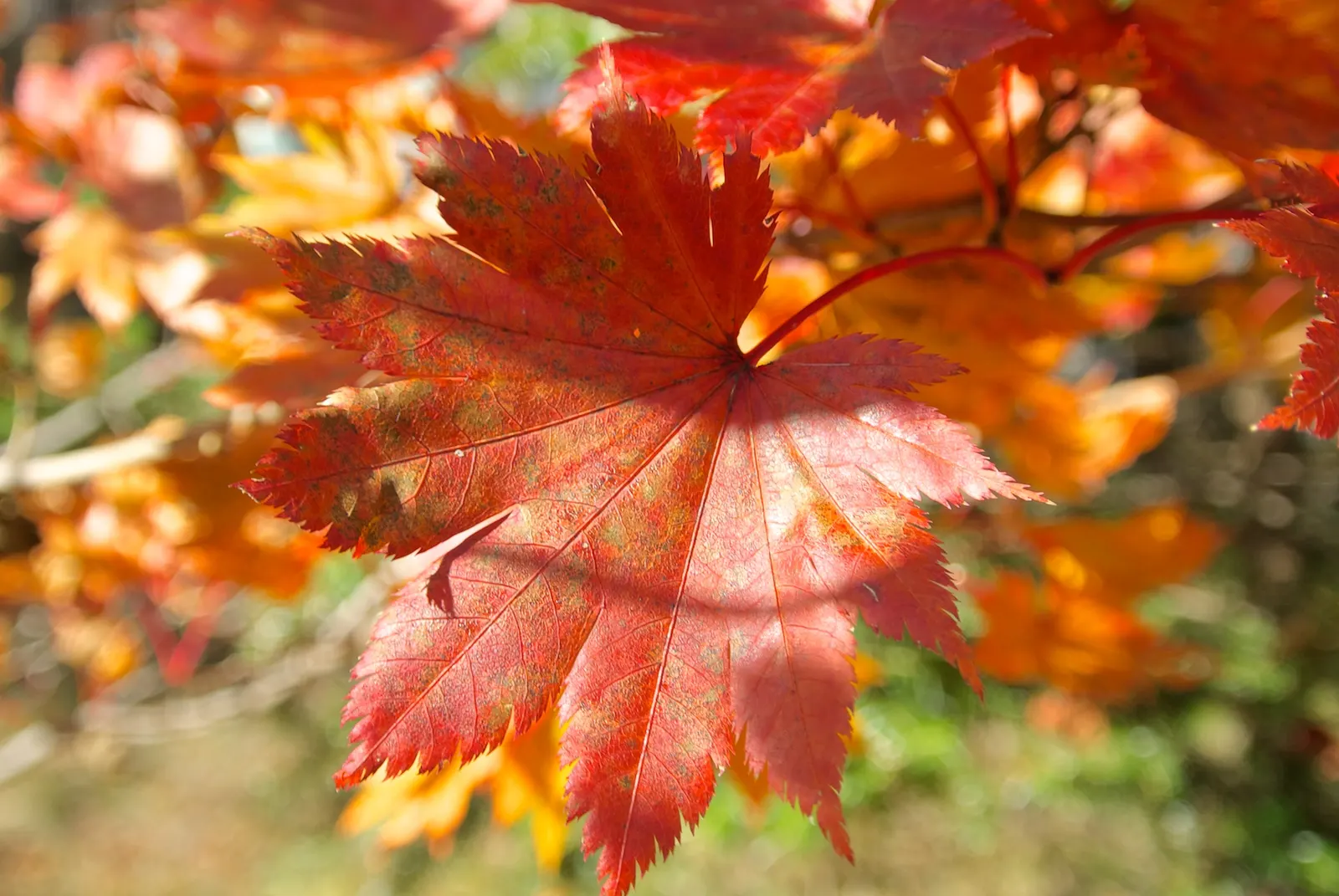 Fullmoon Maple (Acer Japonicum) — produce an extraordinary autumn display as they transition through a spectrum of colors
