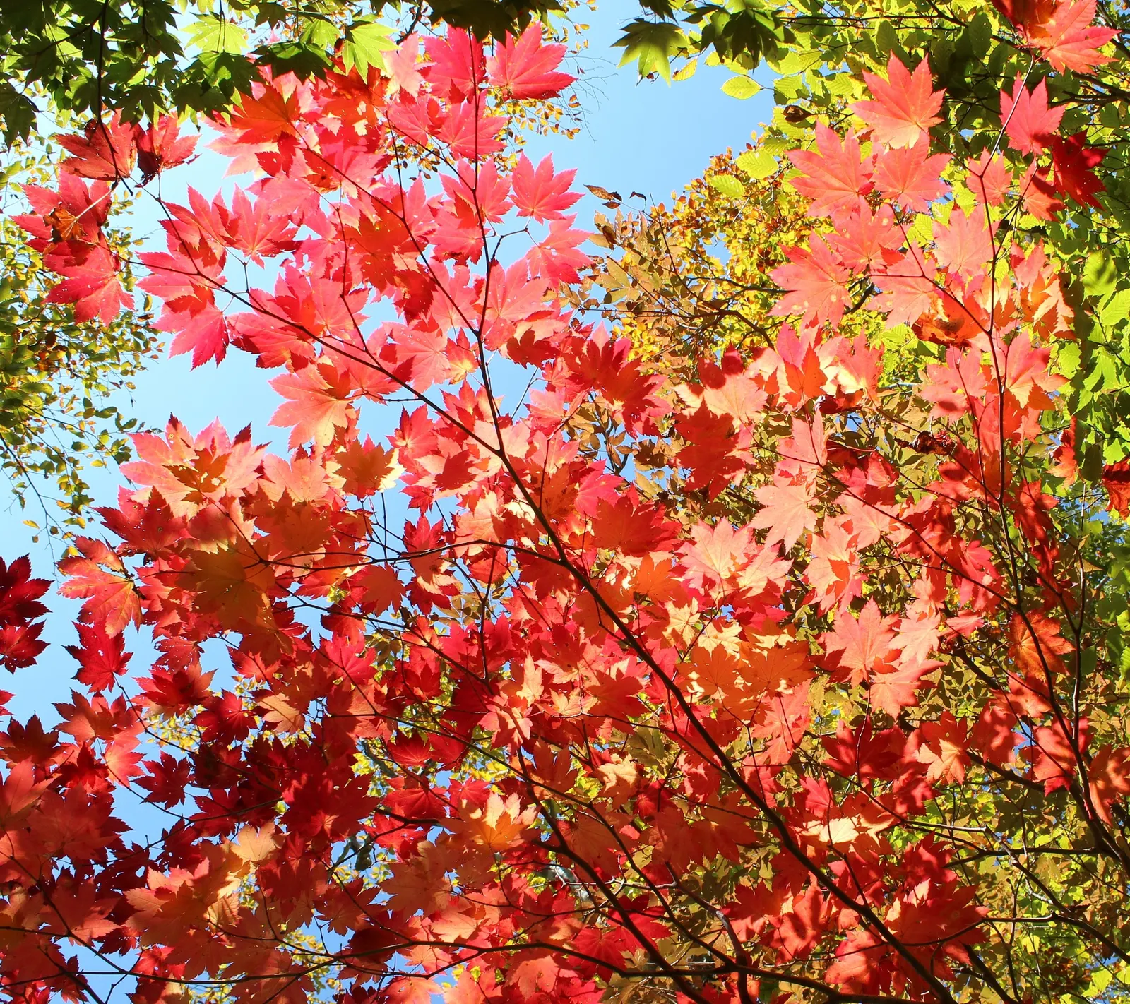 Fullmoon Maple (Acer Japonicum) — The Fullmoon Maple (Acer japonicum) is a captivating small deciduous tree, reaching up to 20-30 ft; which burst, image 49
